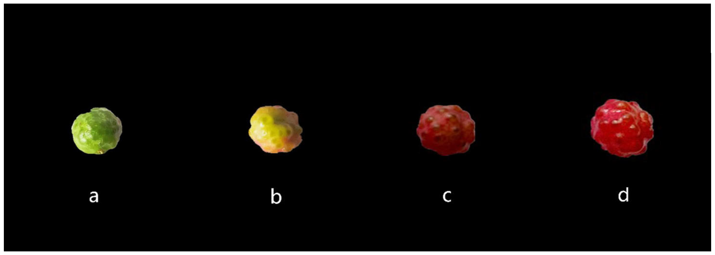 Plants 14 00558 g002