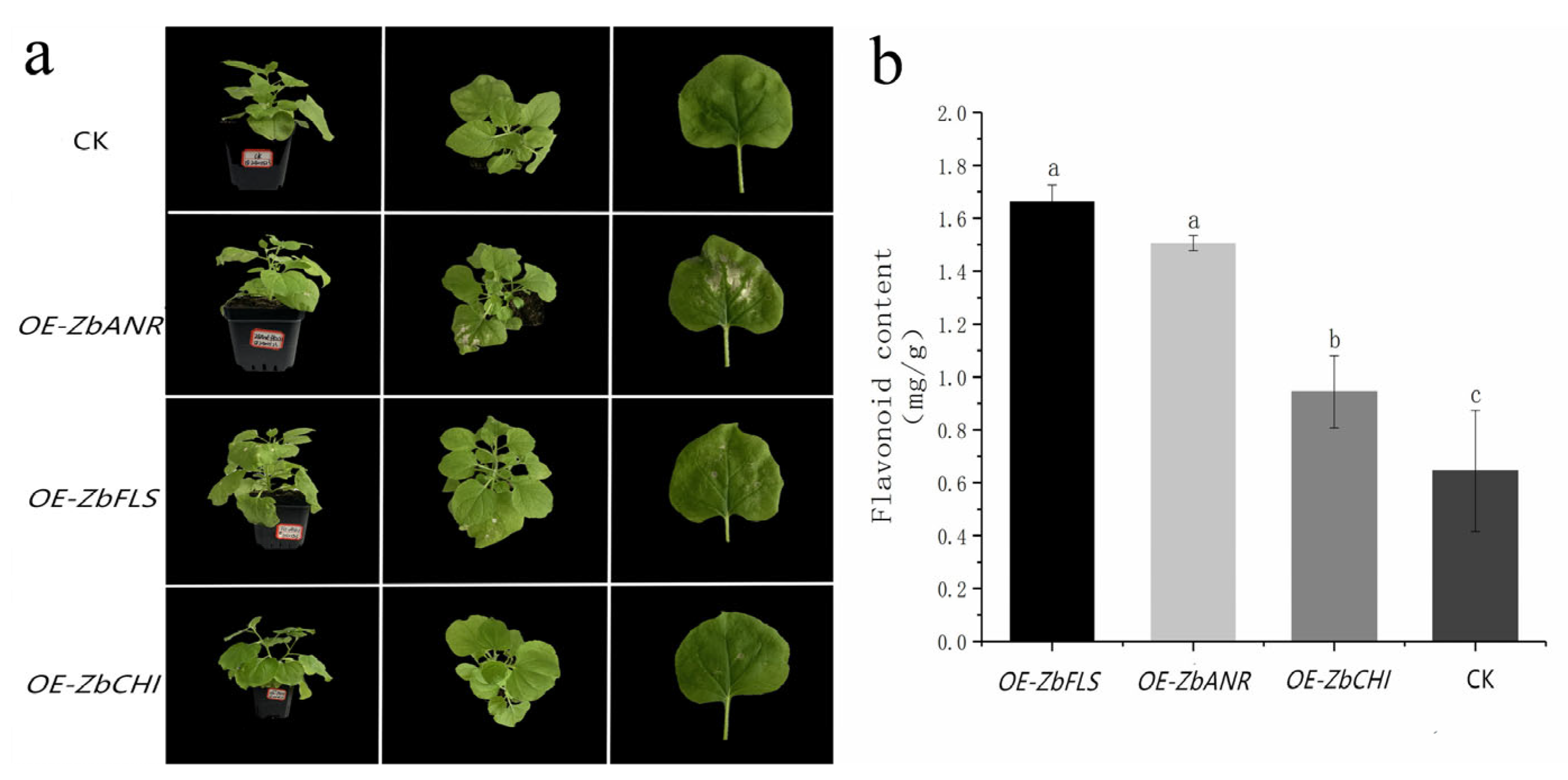 Plants 14 00558 g007
