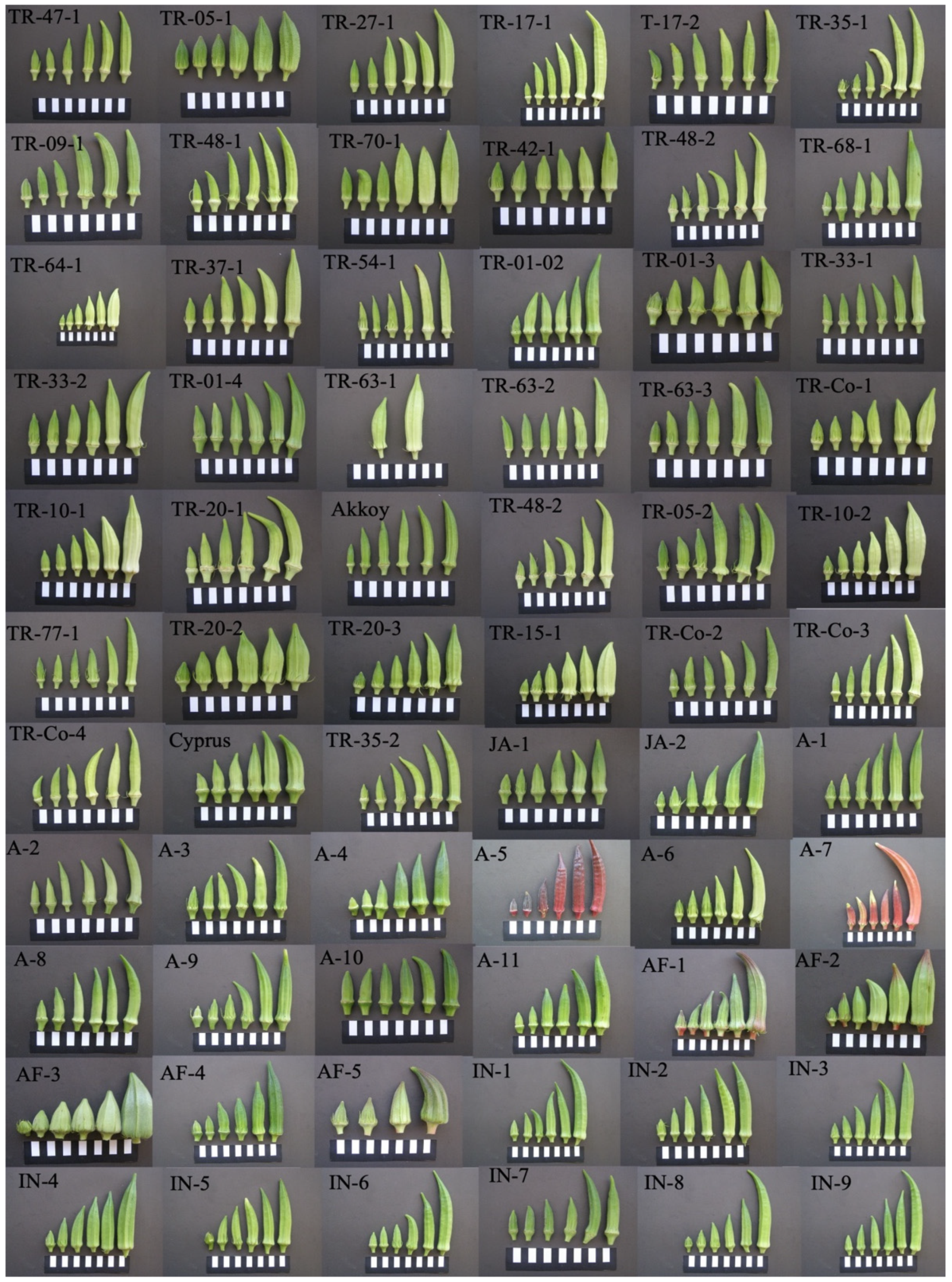 Plants 14 00565 g001 Plants 14 00565 g001