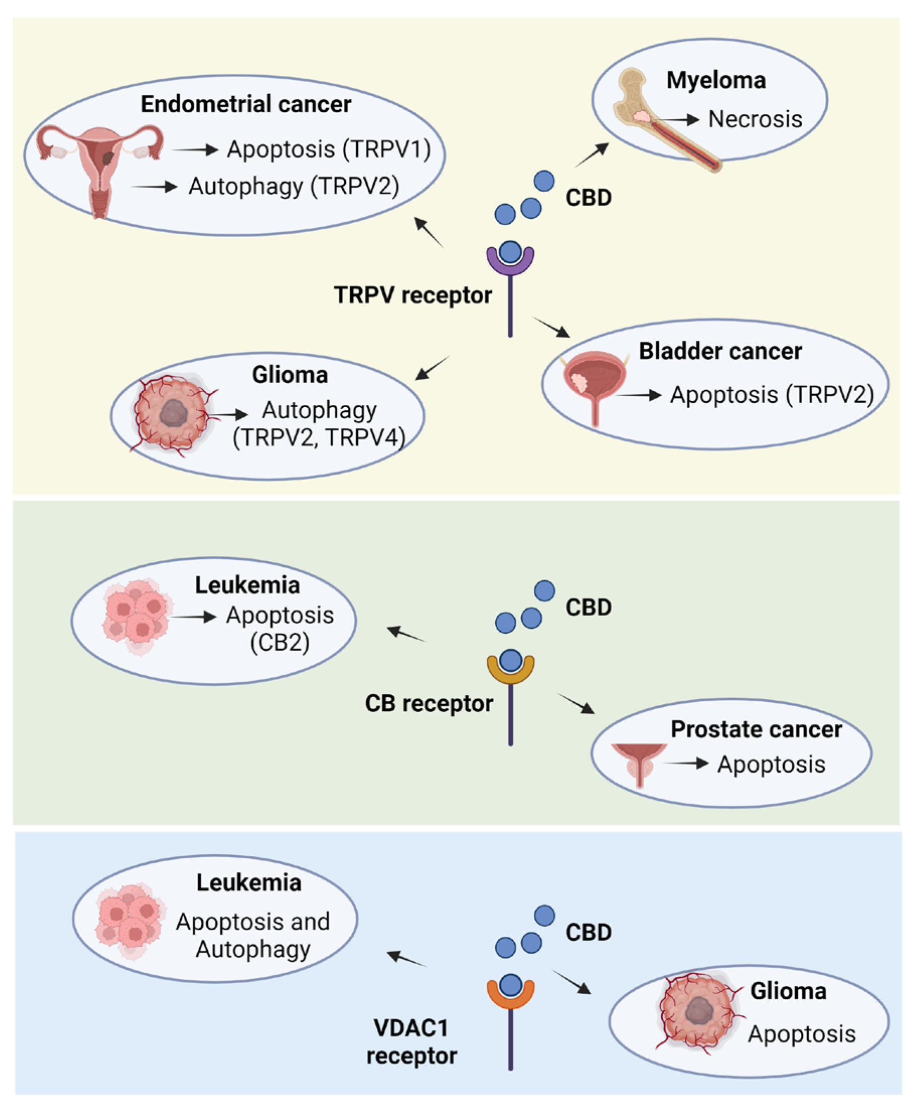 Plants 14 00585 g001