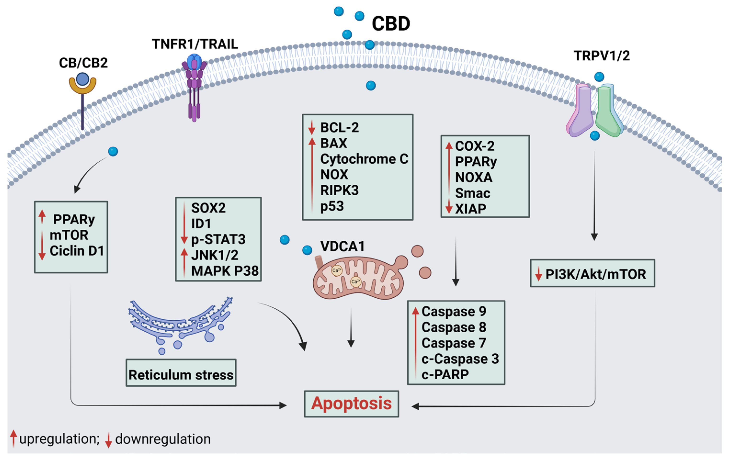 Plants 14 00585 g002