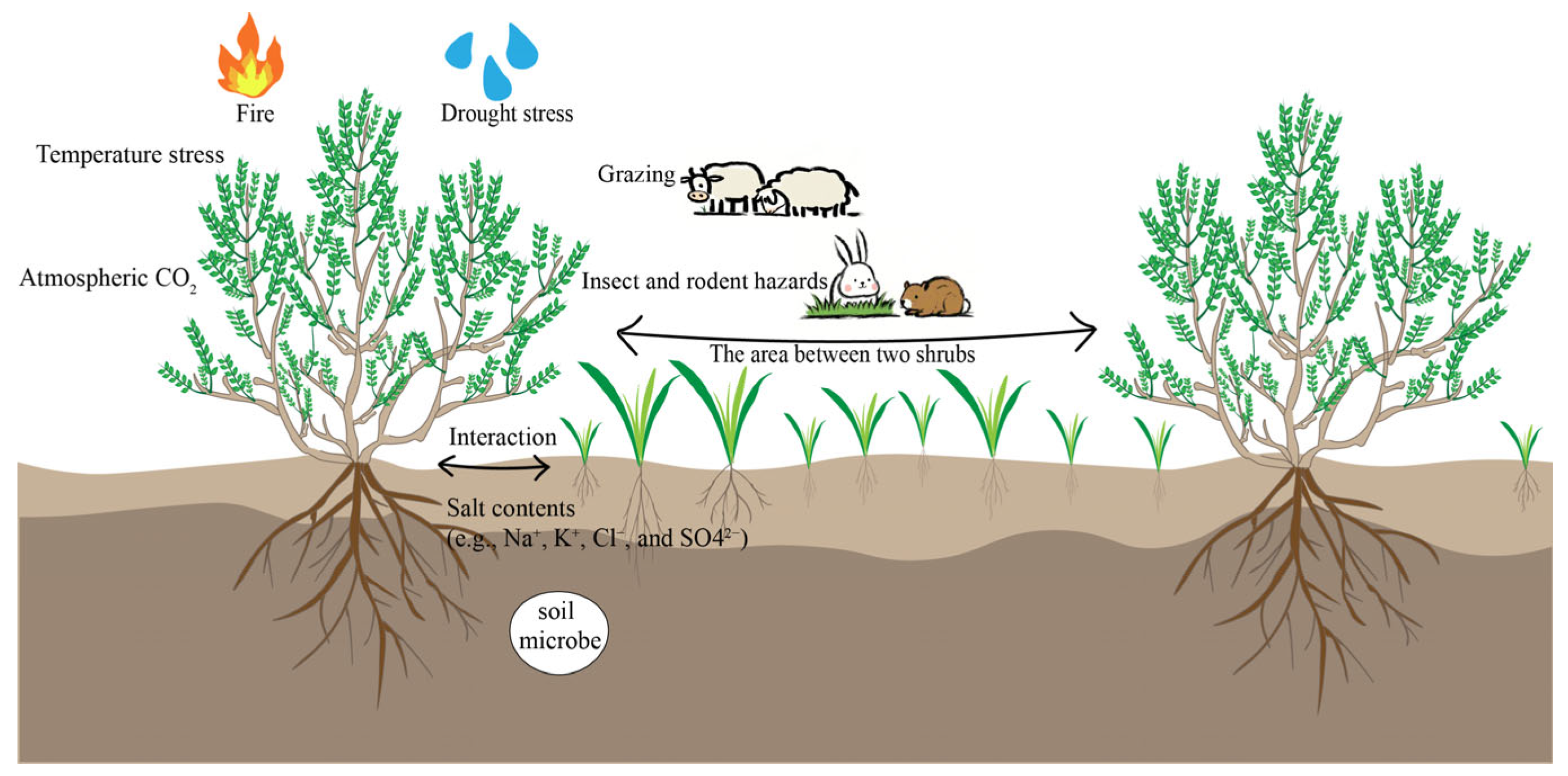 Plants 14 00605 g001
