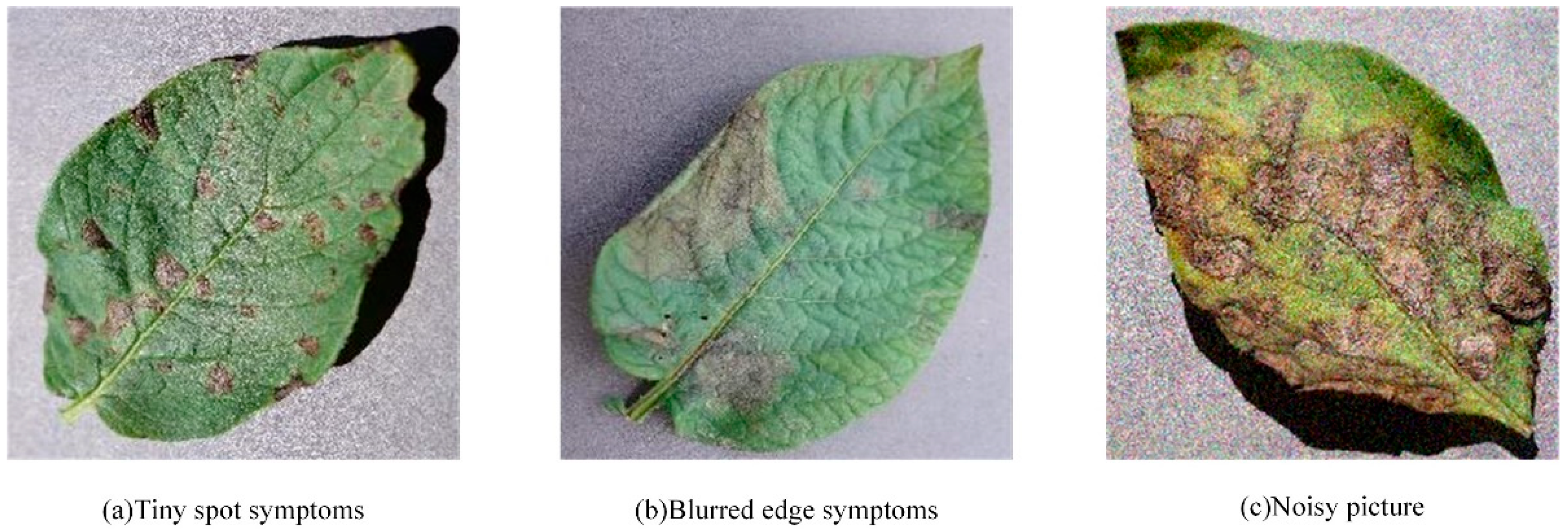 Plants 14 00632 g001