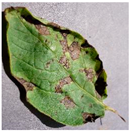 Plants 14 00632 i001