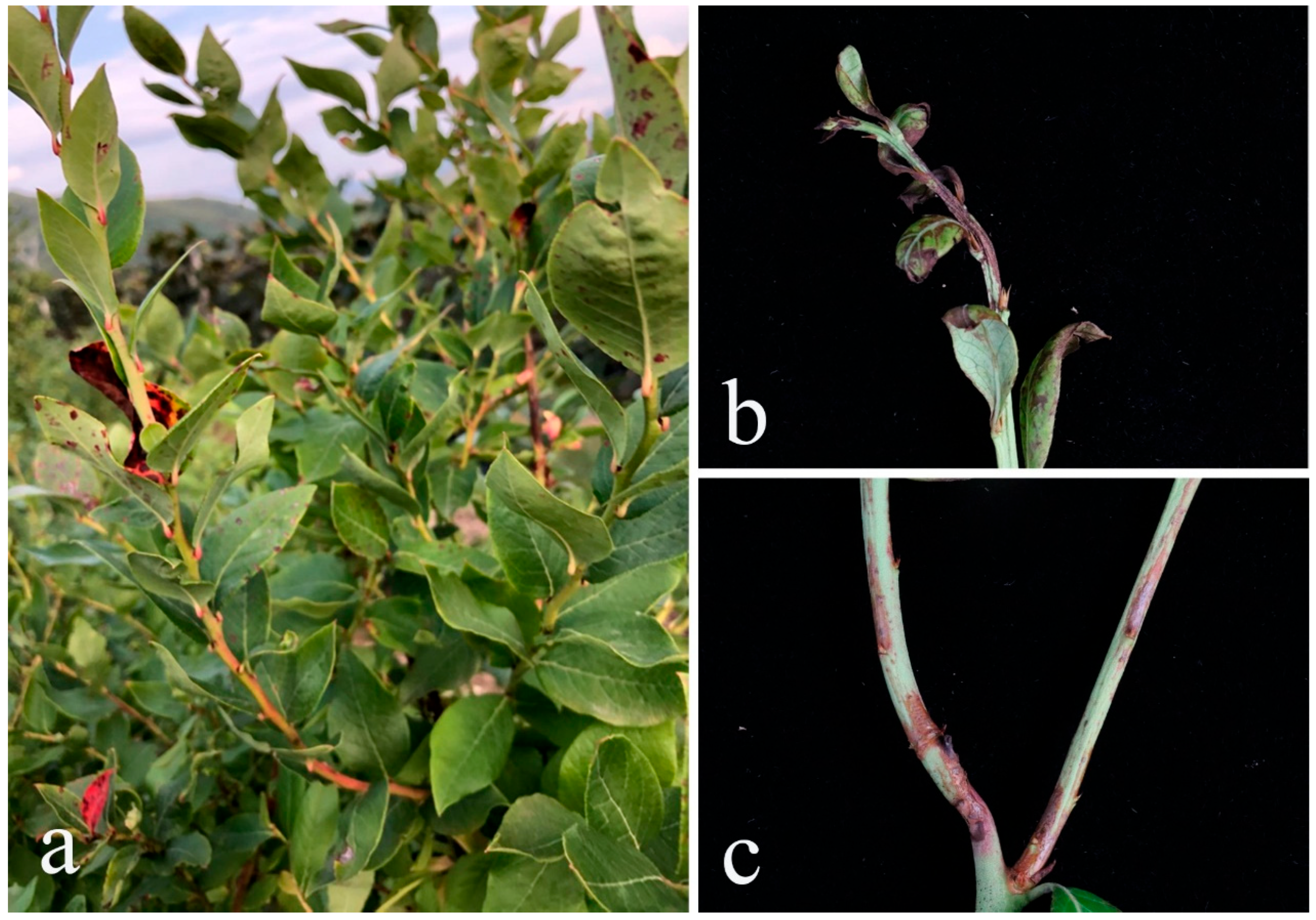 Plants 14 00647 g001