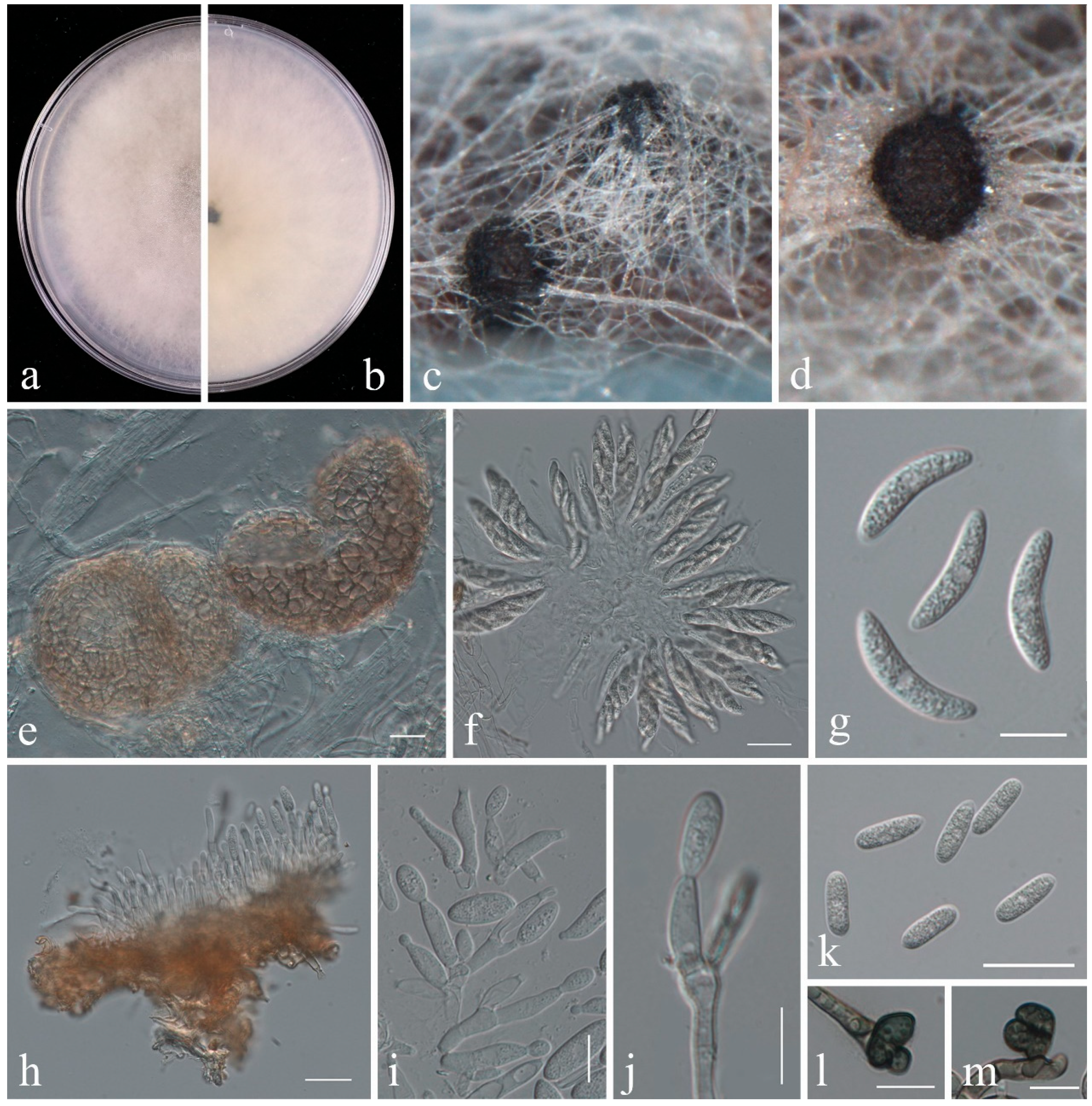 Plants 14 00647 g003