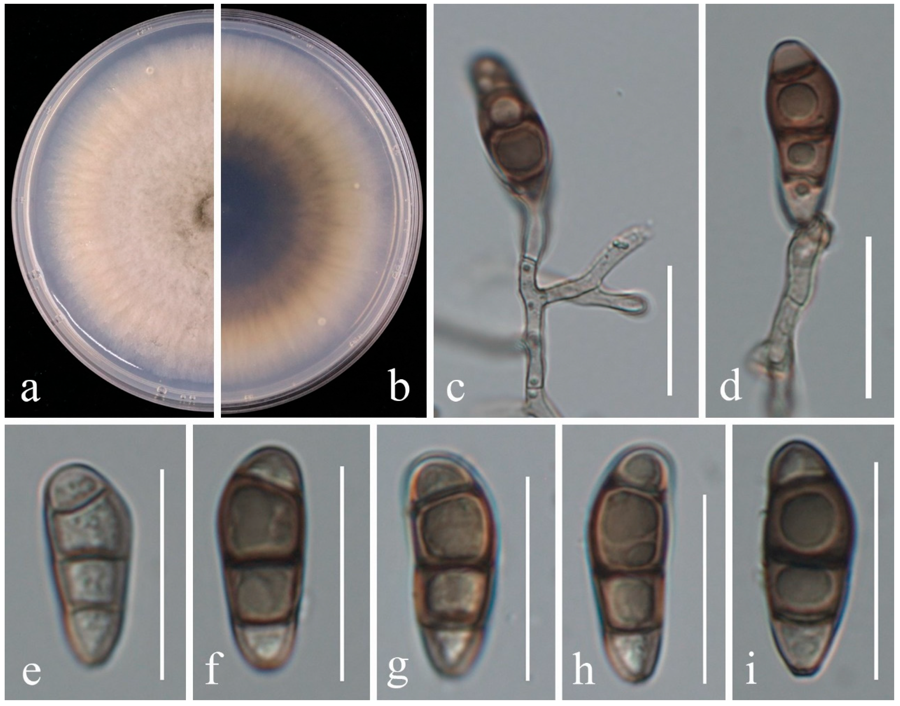 Plants 14 00647 g005
