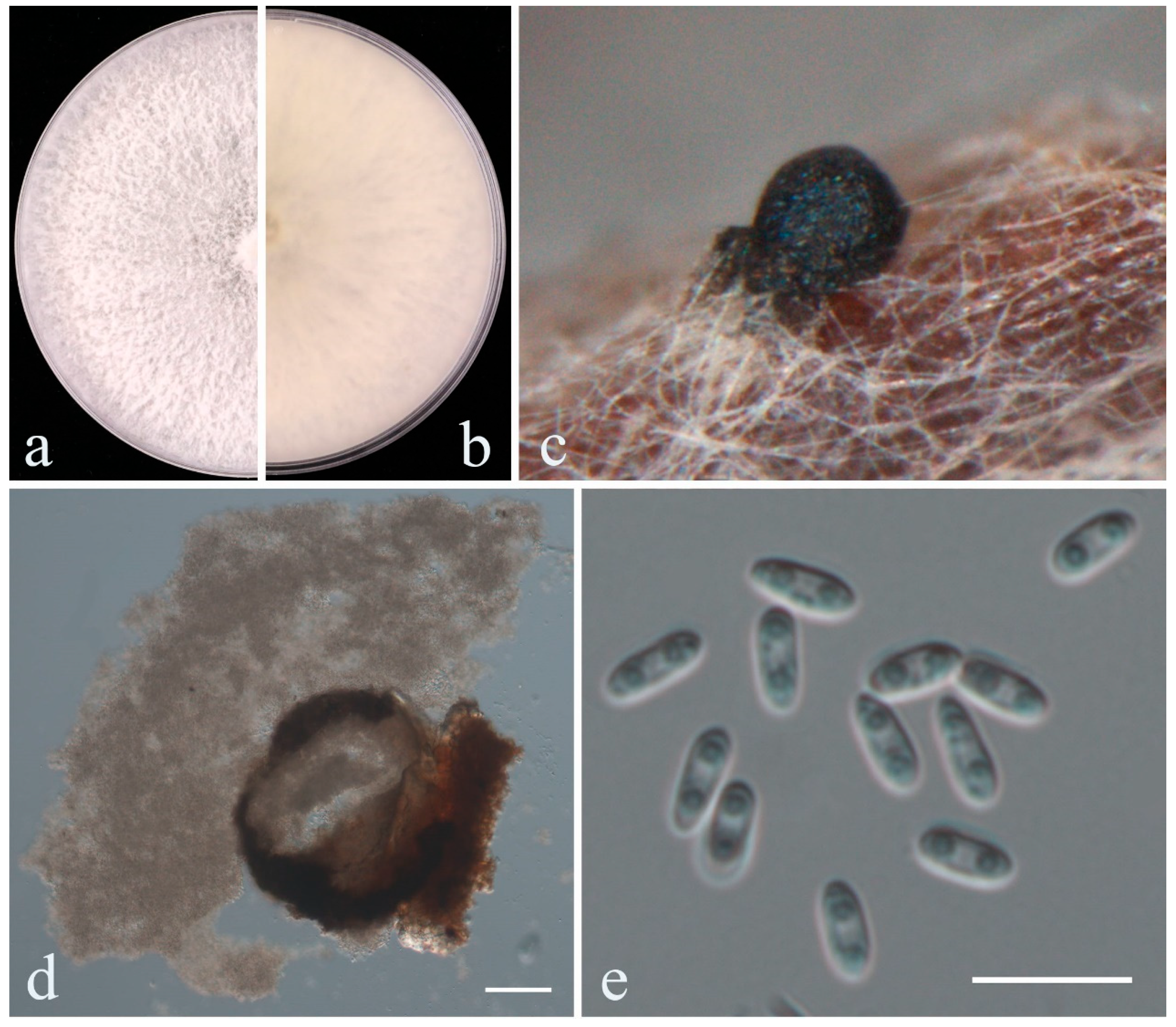 Plants 14 00647 g007