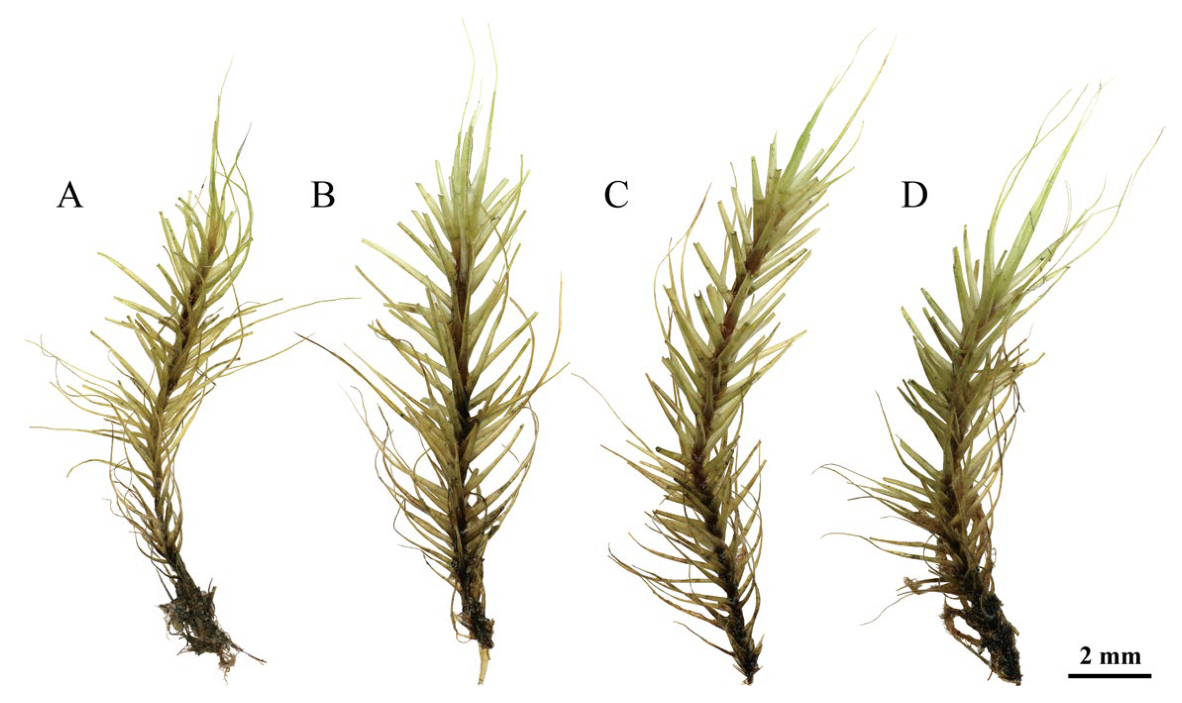 Plants 14 00650 g003 Plants 14 00650 g003