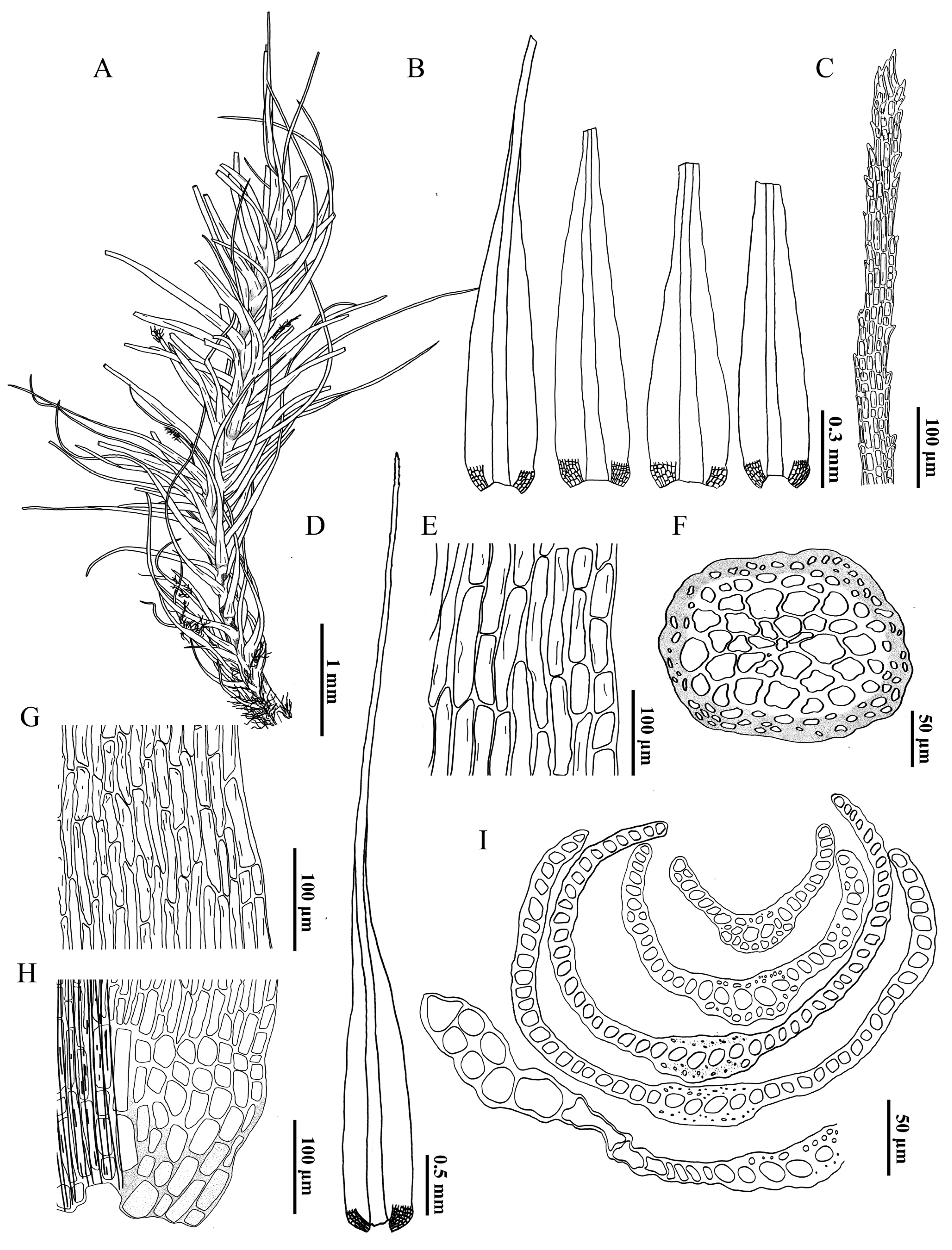 Plants 14 00650 g005 Plants 14 00650 g005