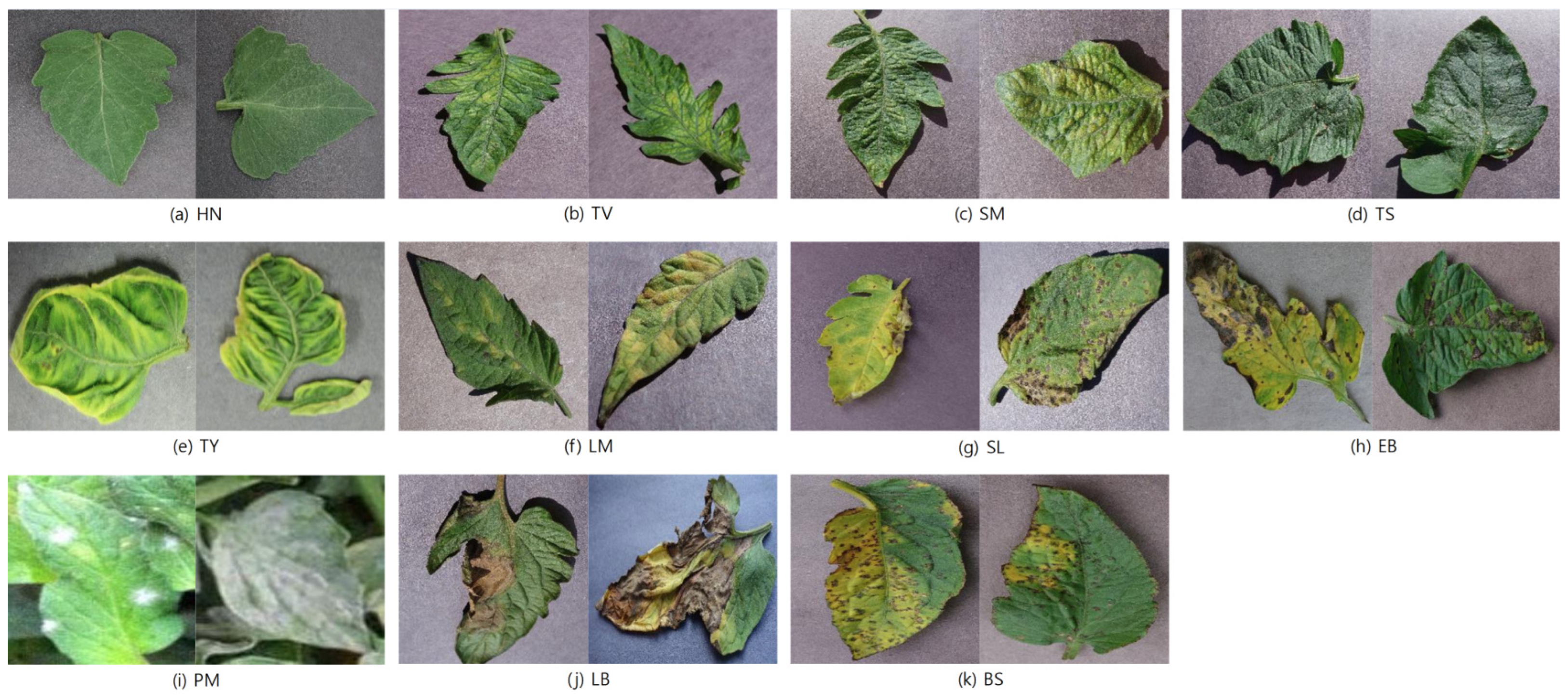 Plants 14 00653 g001