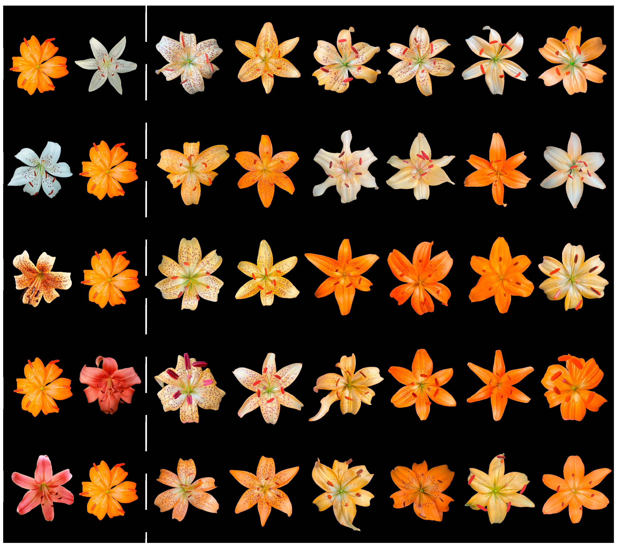 Plants 14 00656 g006