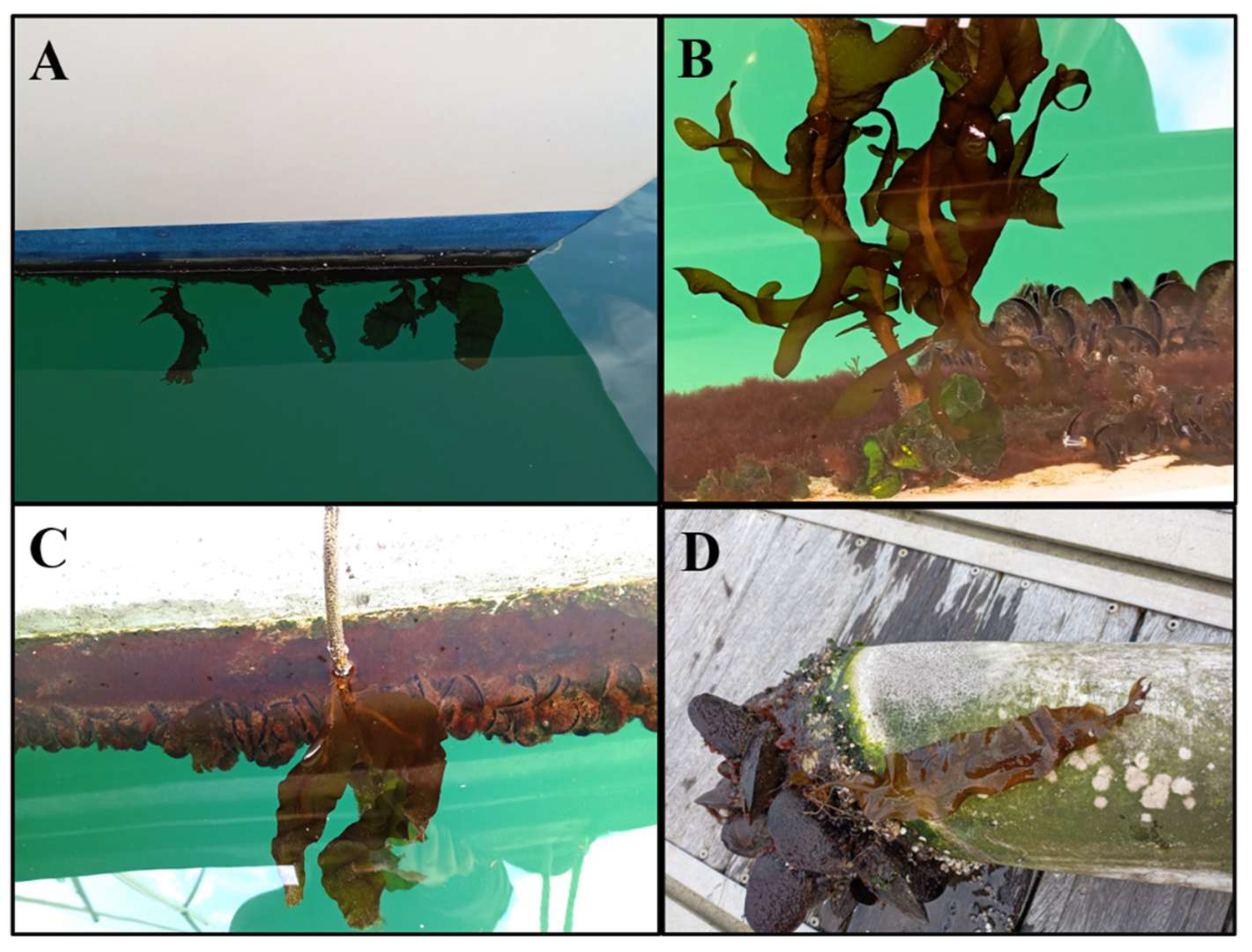 Plants 14 00658 g002