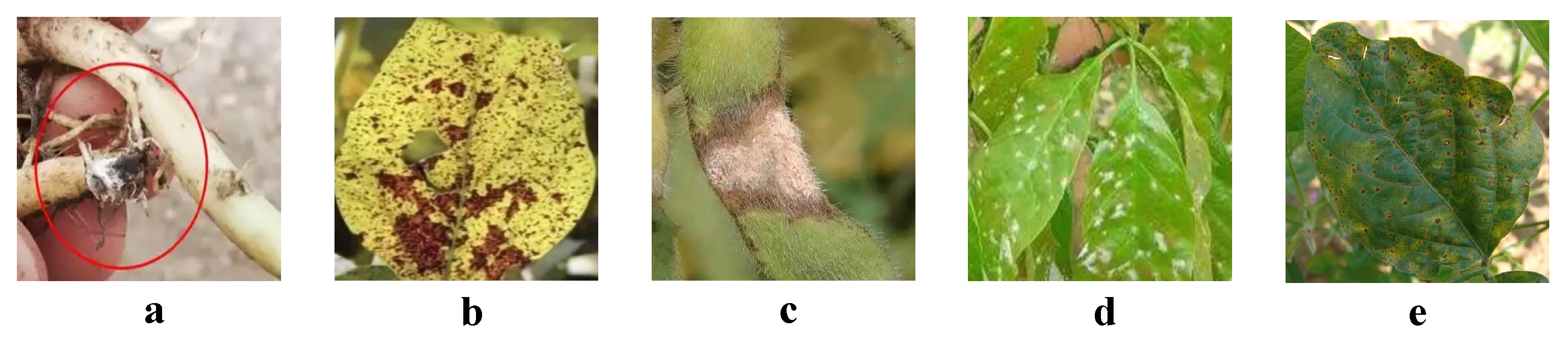 Plants 14 00675 g001