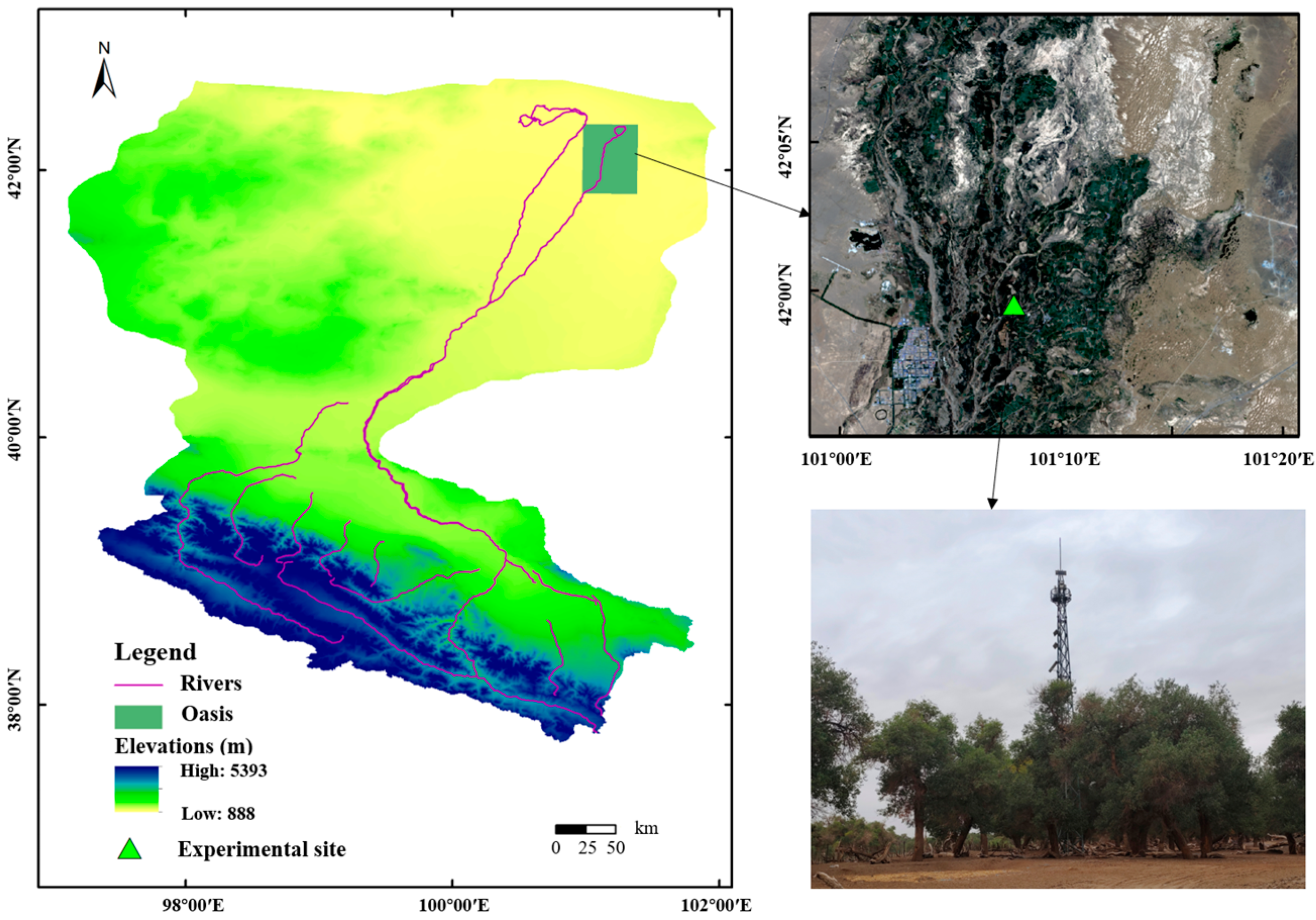 Plants 14 00680 g008