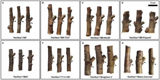 Plants 14 00696 g0a1