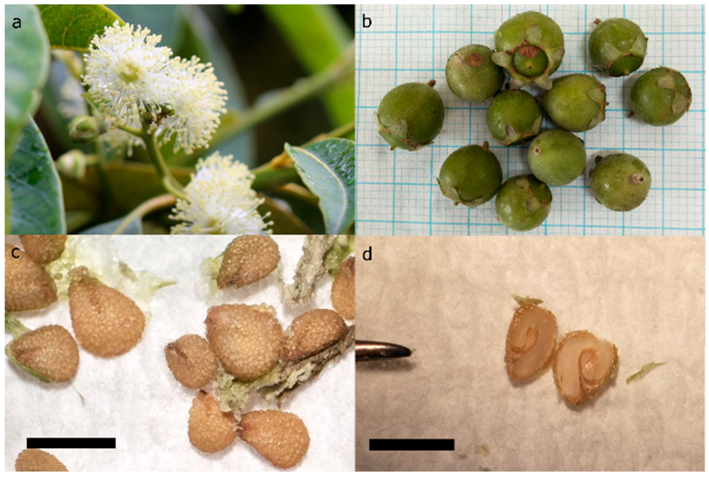 Plants 14 00699 g001