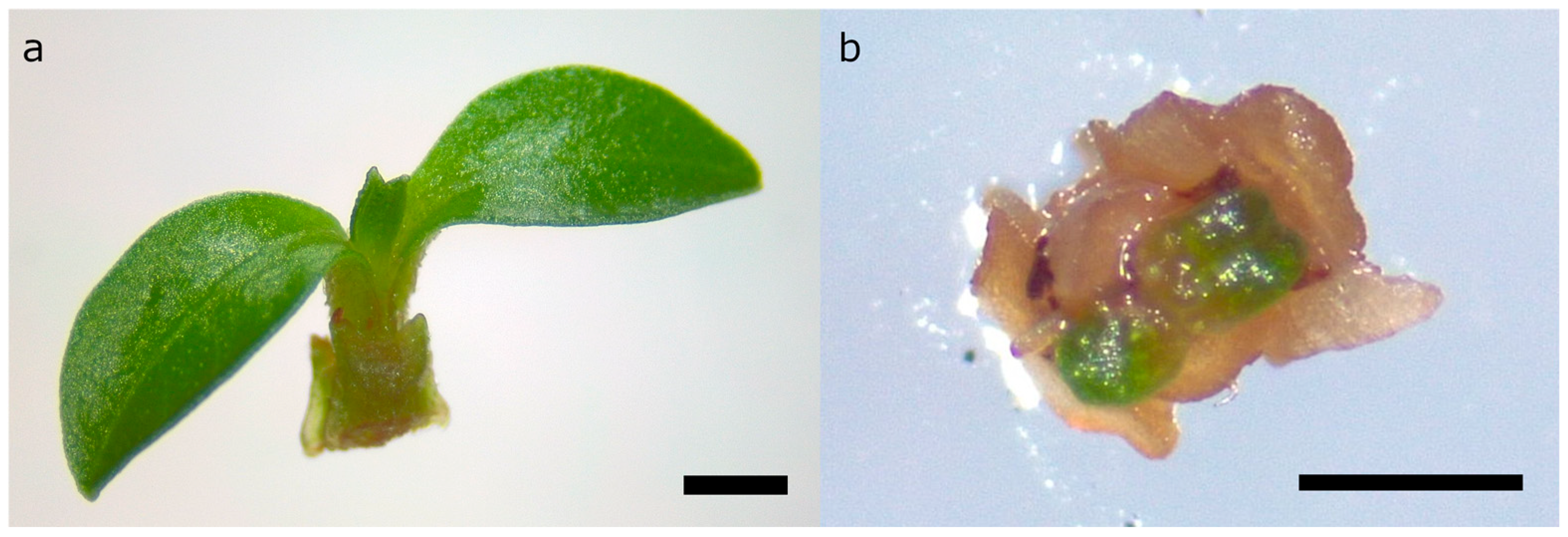 Plants 14 00699 g005