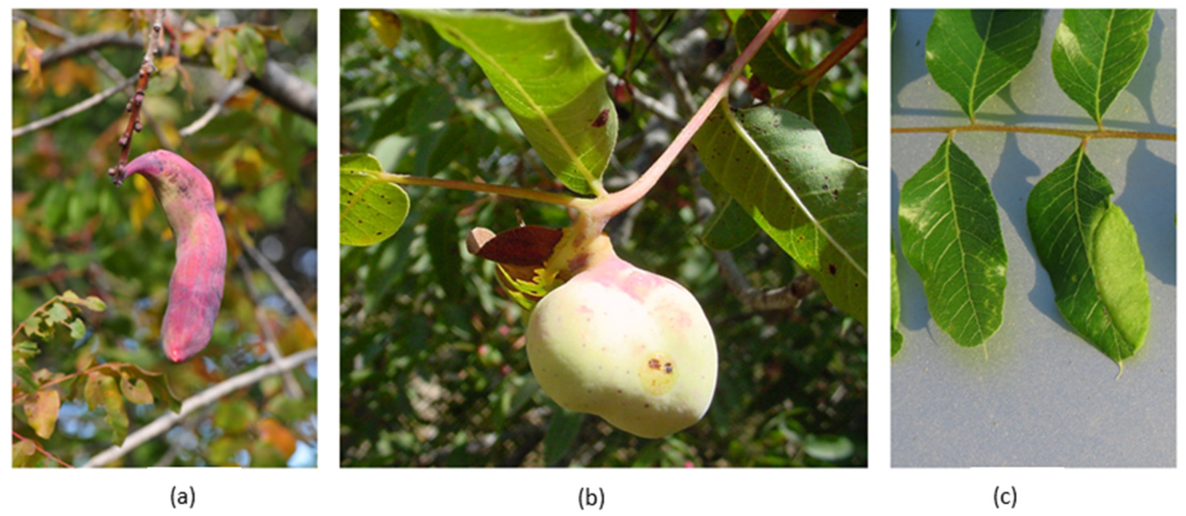 Plants 14 00721 g001