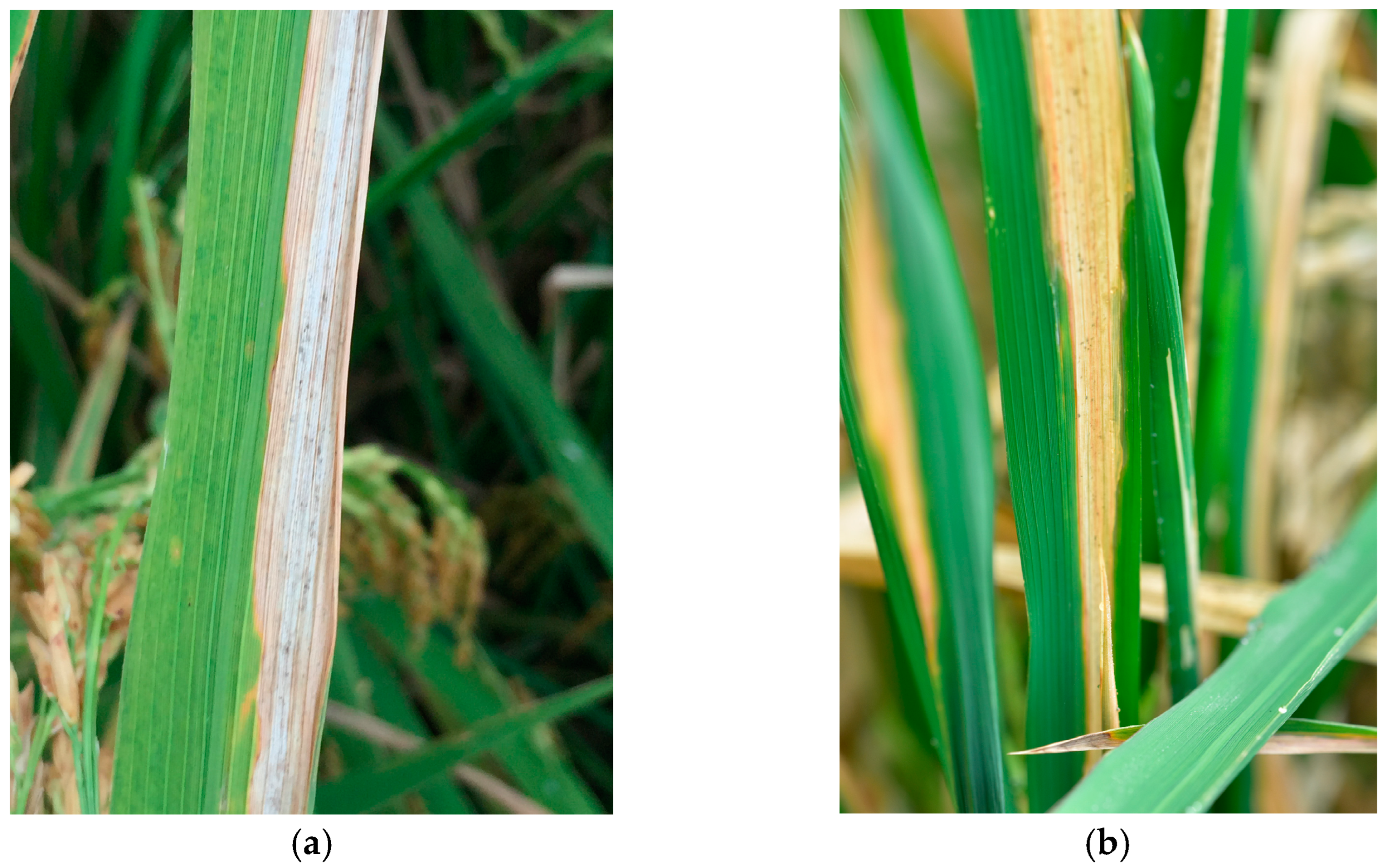 Plants 14 00733 g001