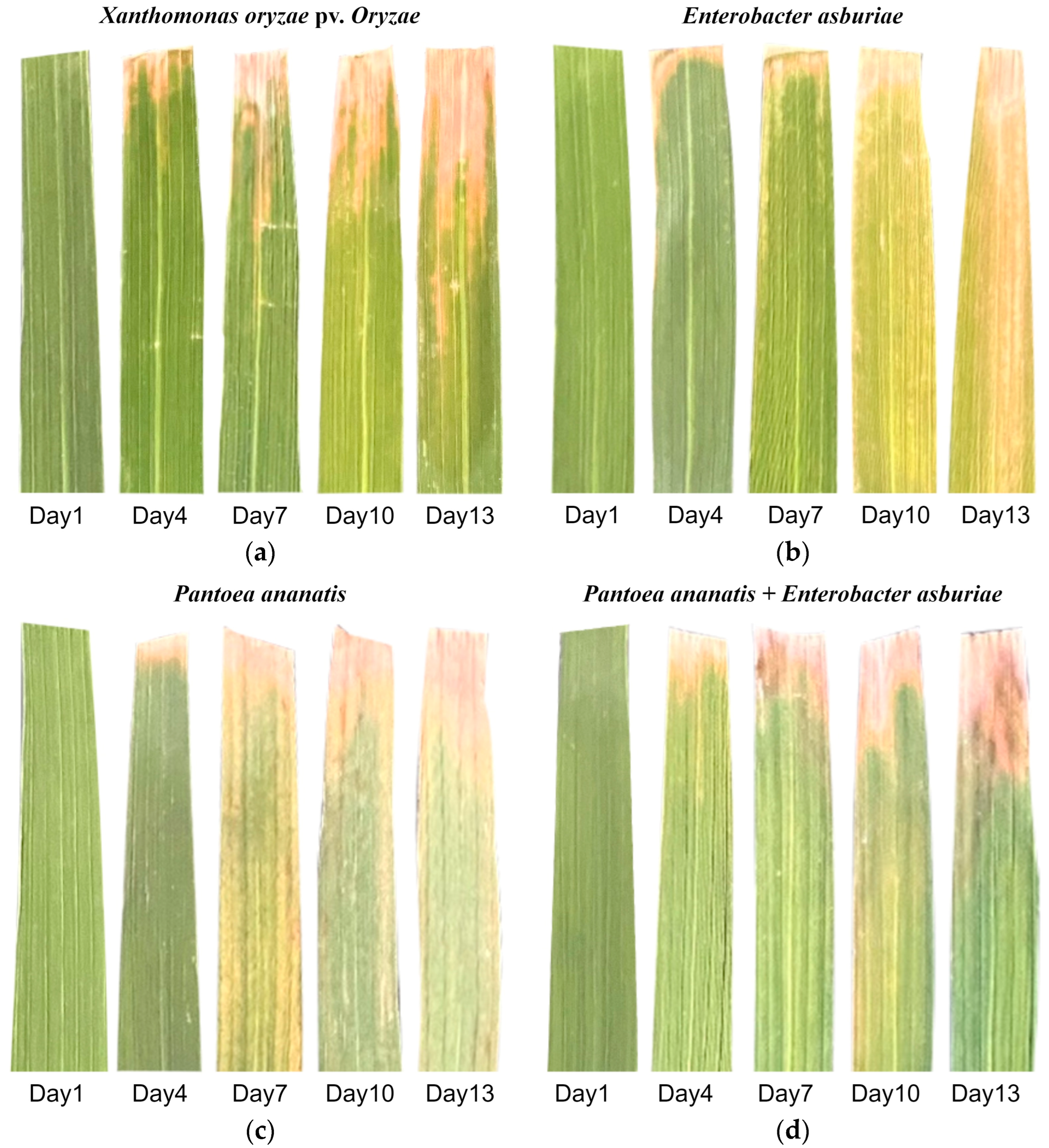 Plants 14 00733 g006