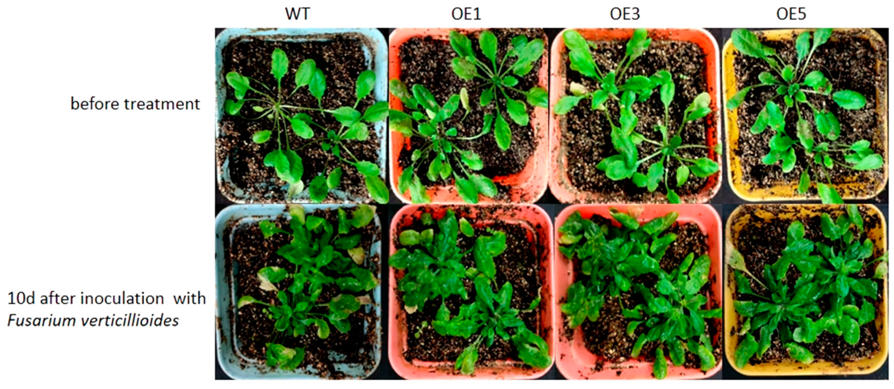 Plants 14 00737 g006 Plants 14 00737 g006