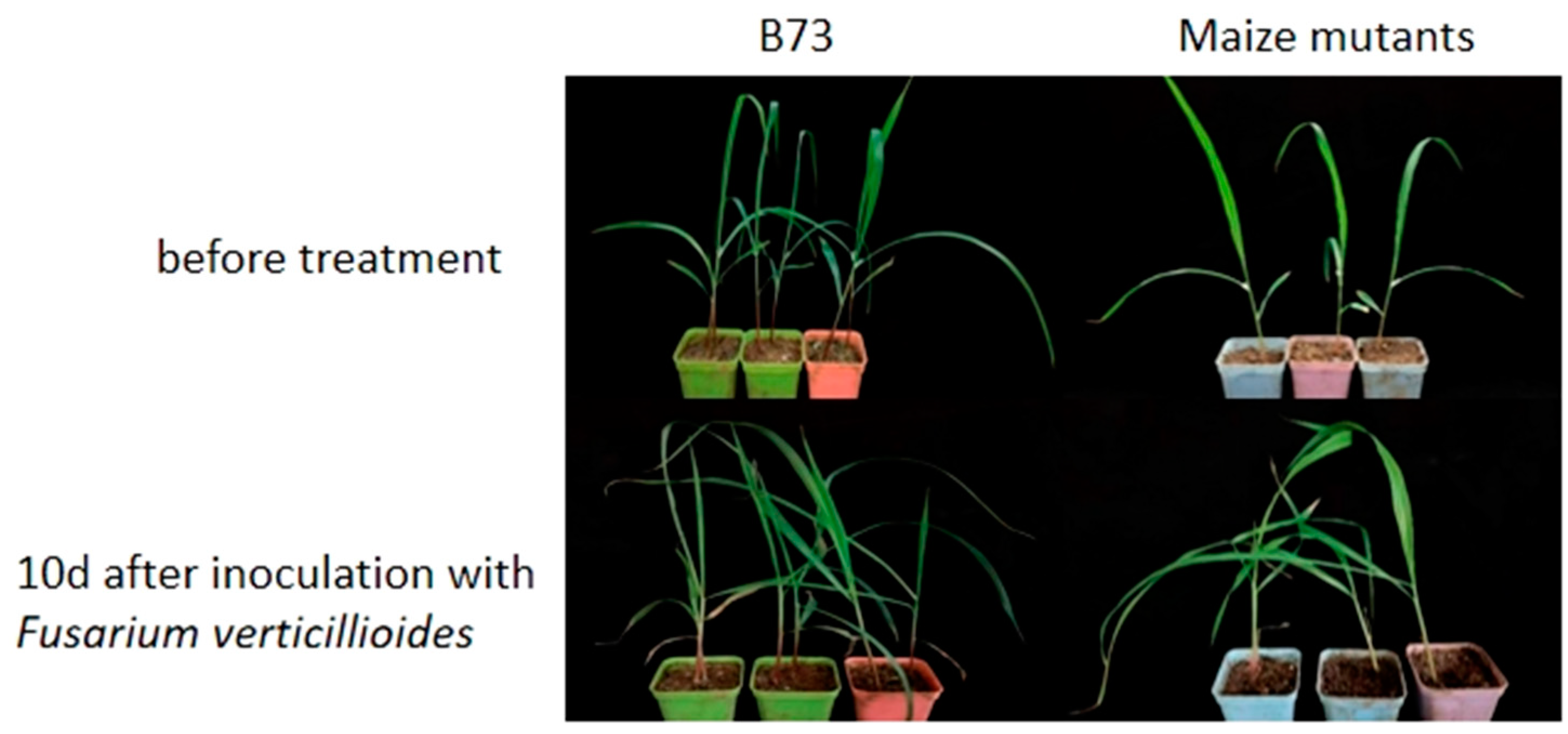 Plants 14 00737 g012 Plants 14 00737 g012