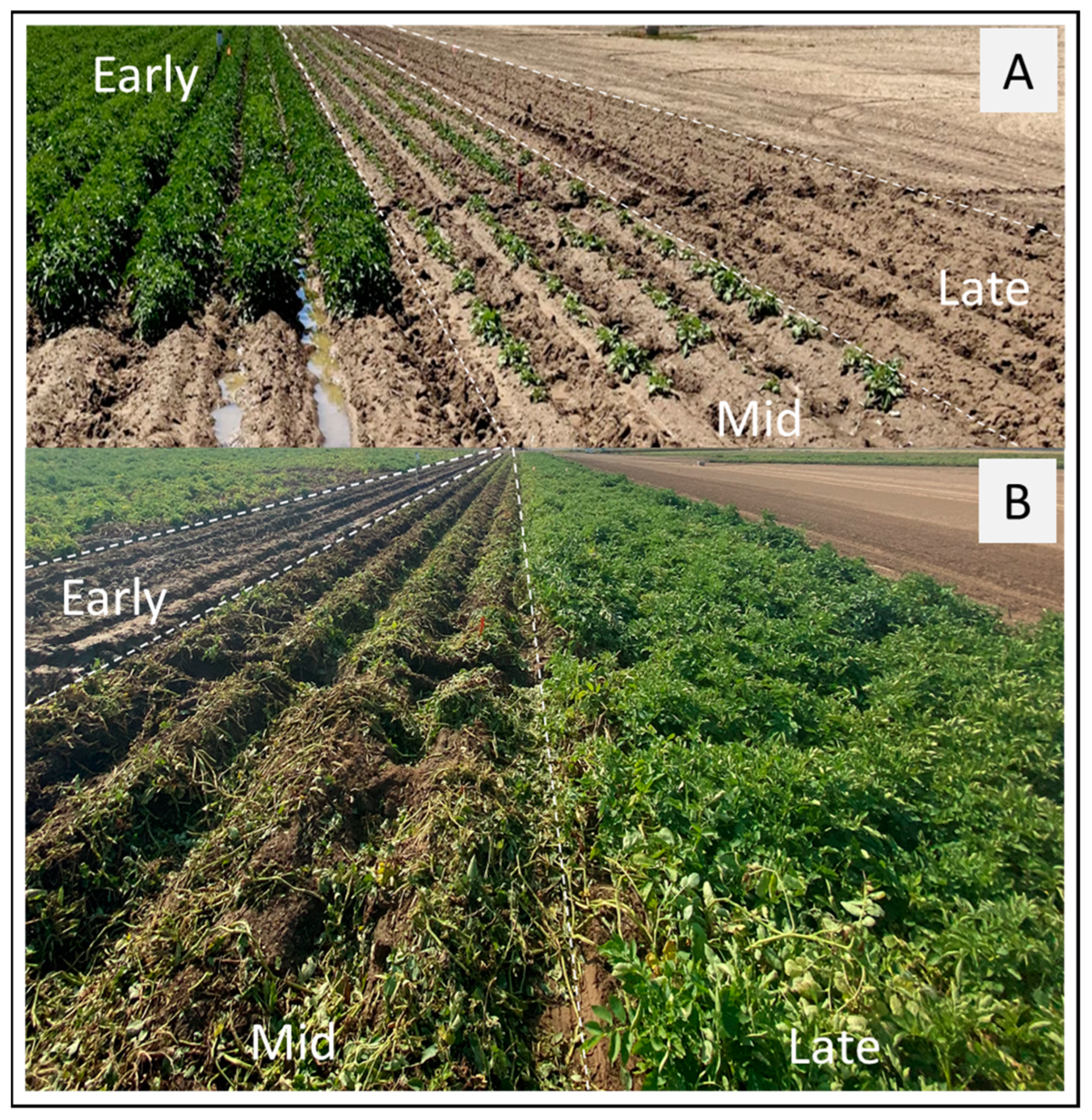 Plants 14 00750 g001