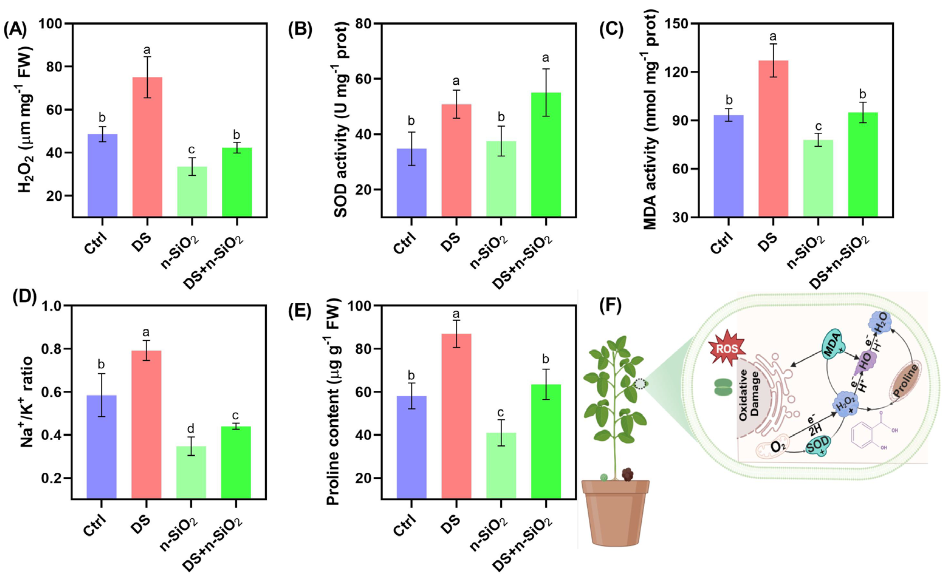 Plants 14 00751 g005