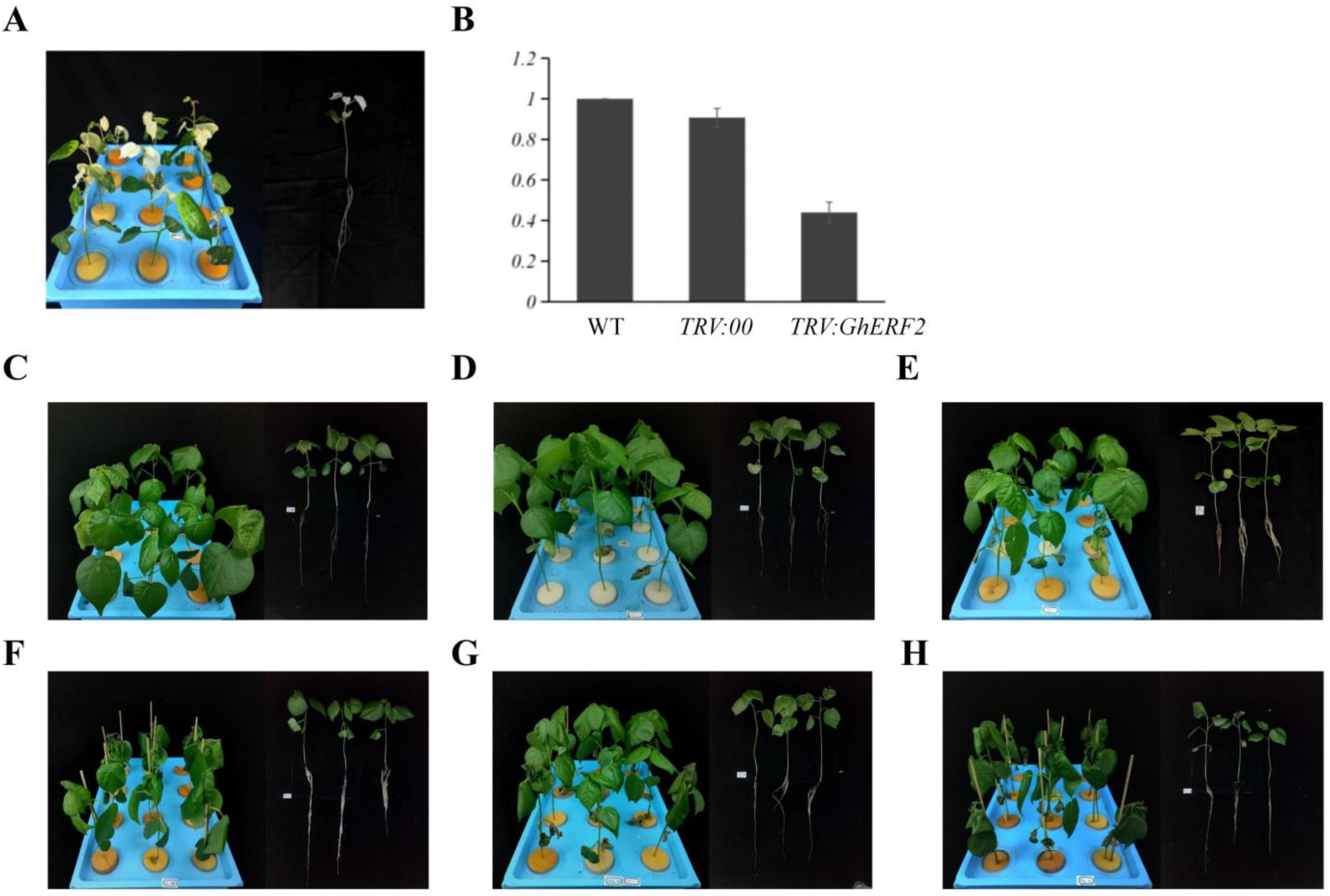 Plants 14 00756 g008 Plants 14 00756 g008