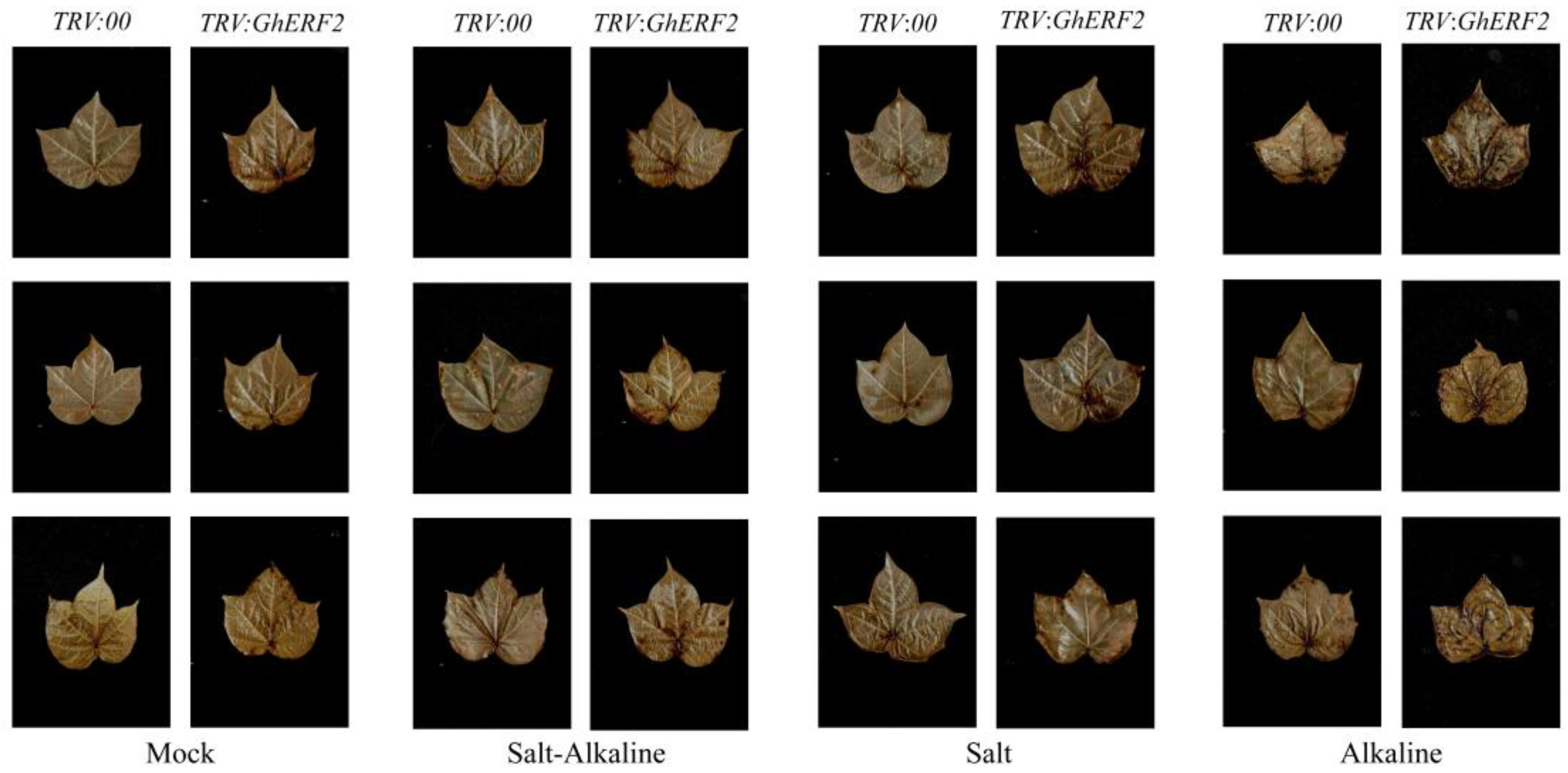 Plants 14 00756 g010 Plants 14 00756 g010