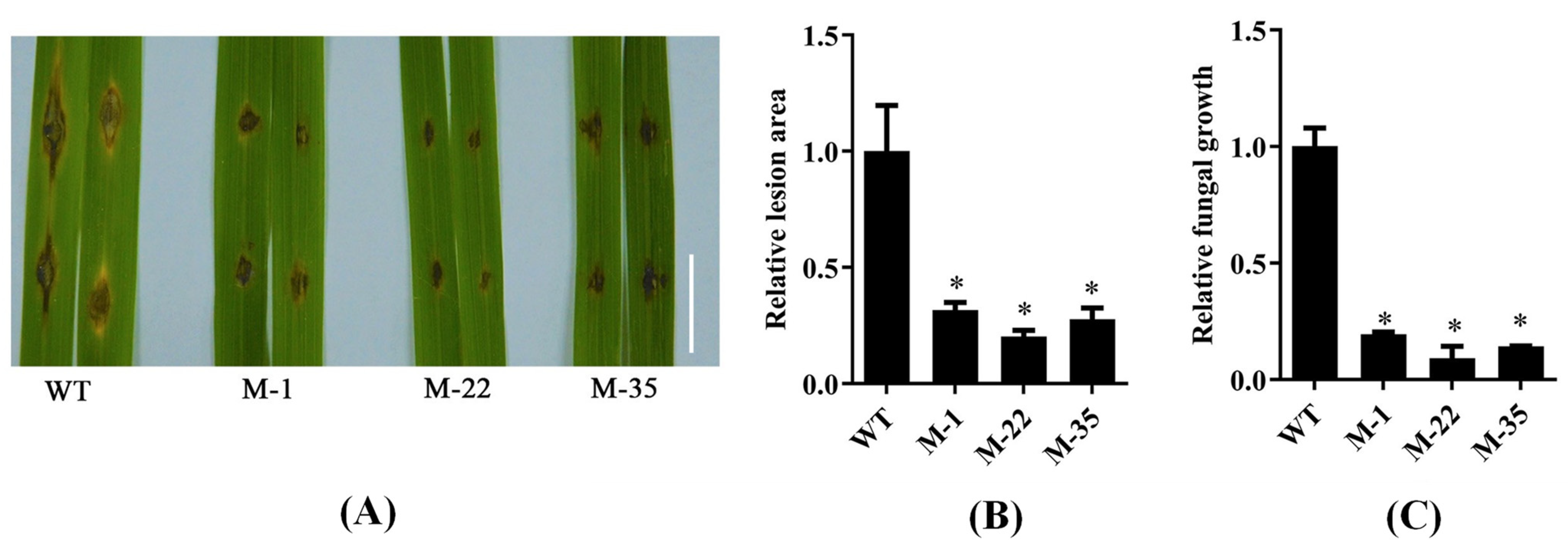Plants 14 00758 g006