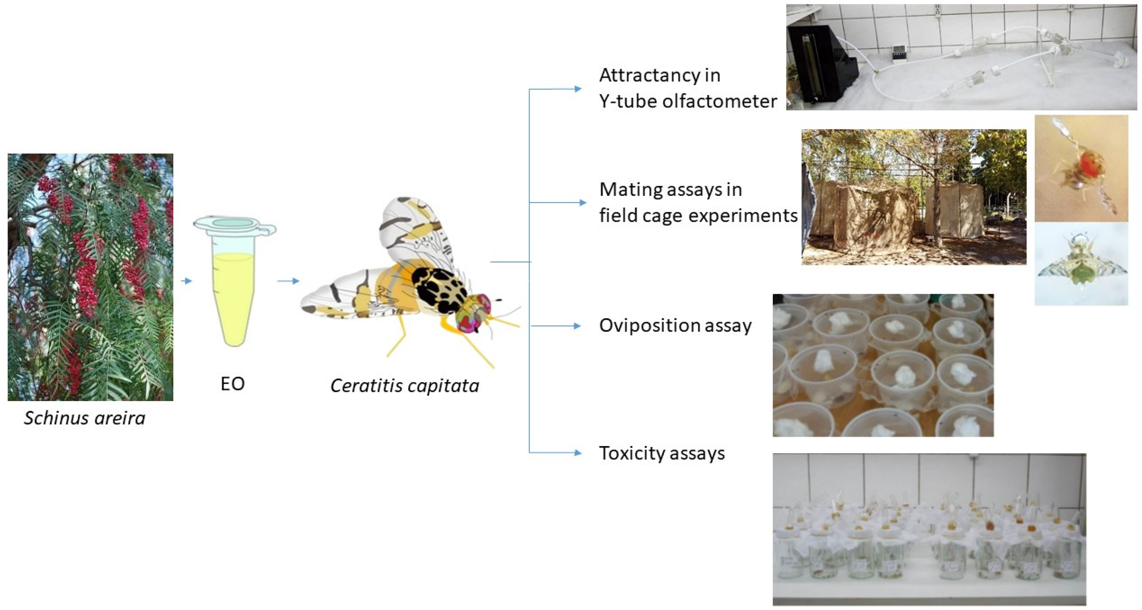 Plants 14 00794 g003 Plants 14 00794 g003