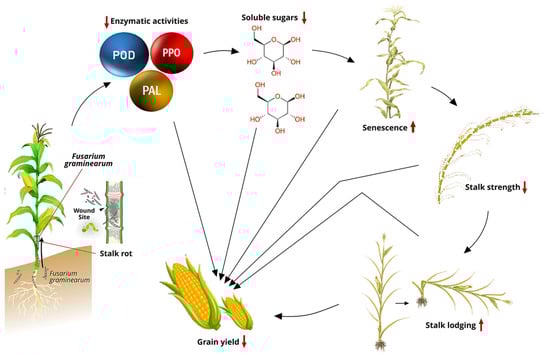 Plants 14 00819 g001