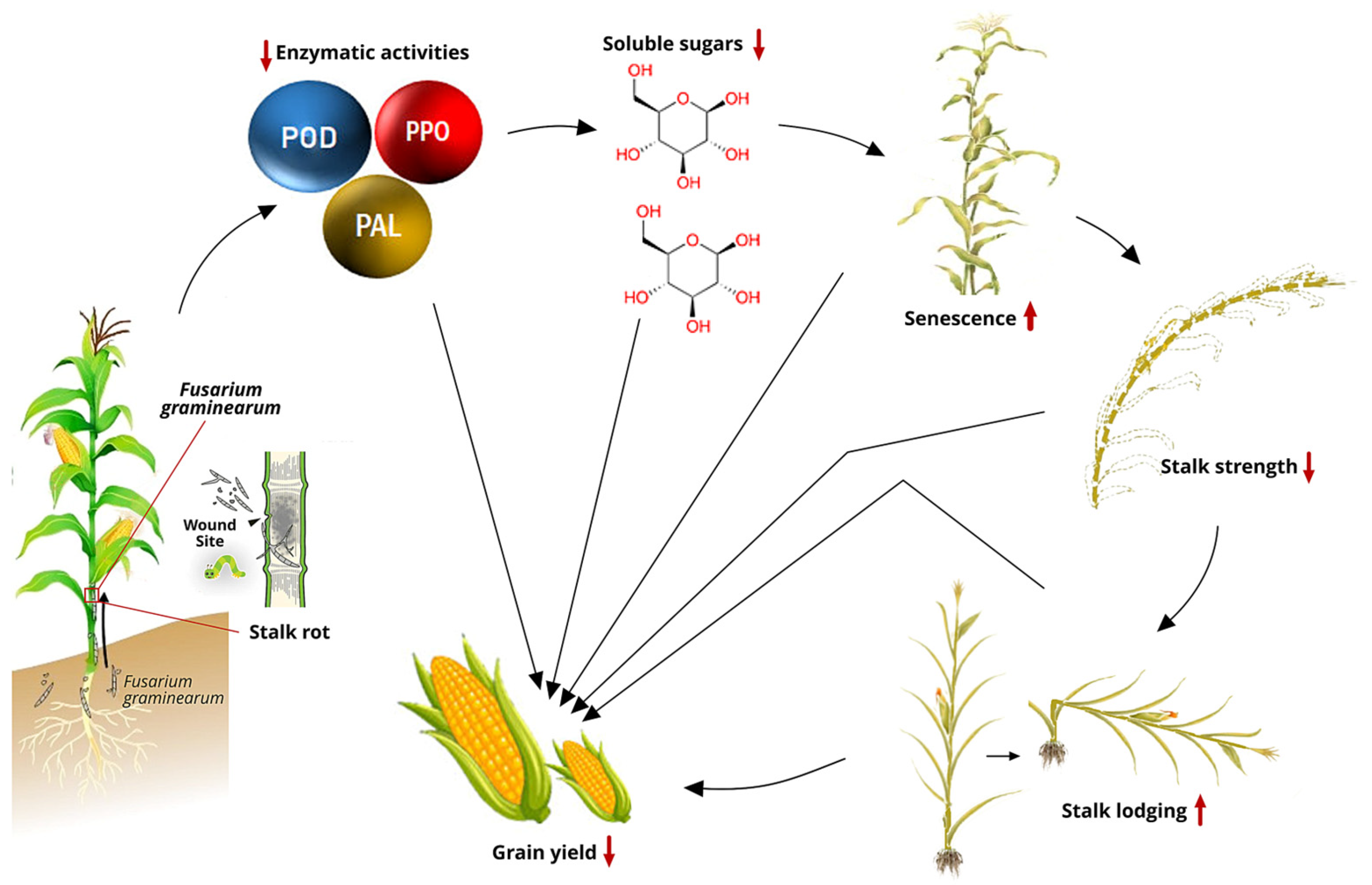 Plants 14 00819 g001