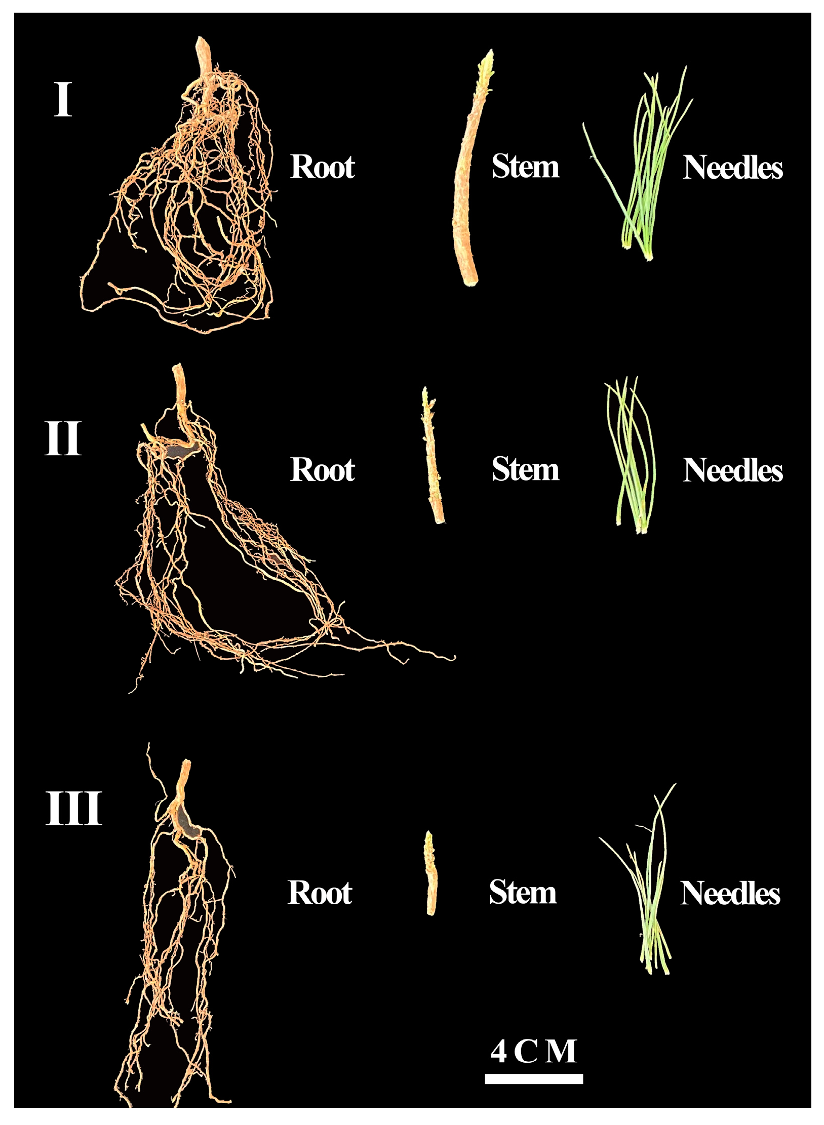 Plants 14 00825 g001 Plants 14 00825 g001