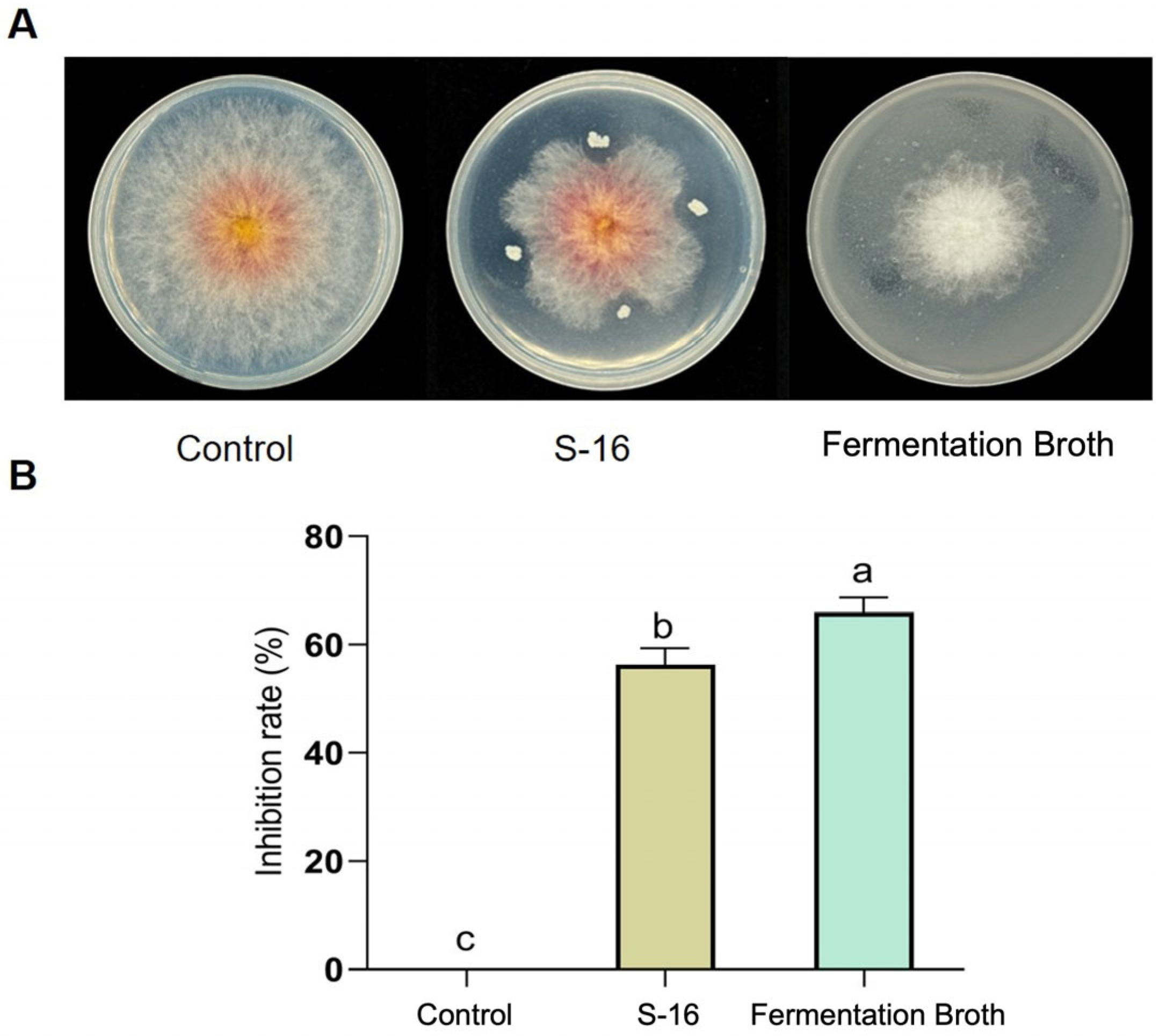 Plants 14 00829 g001
