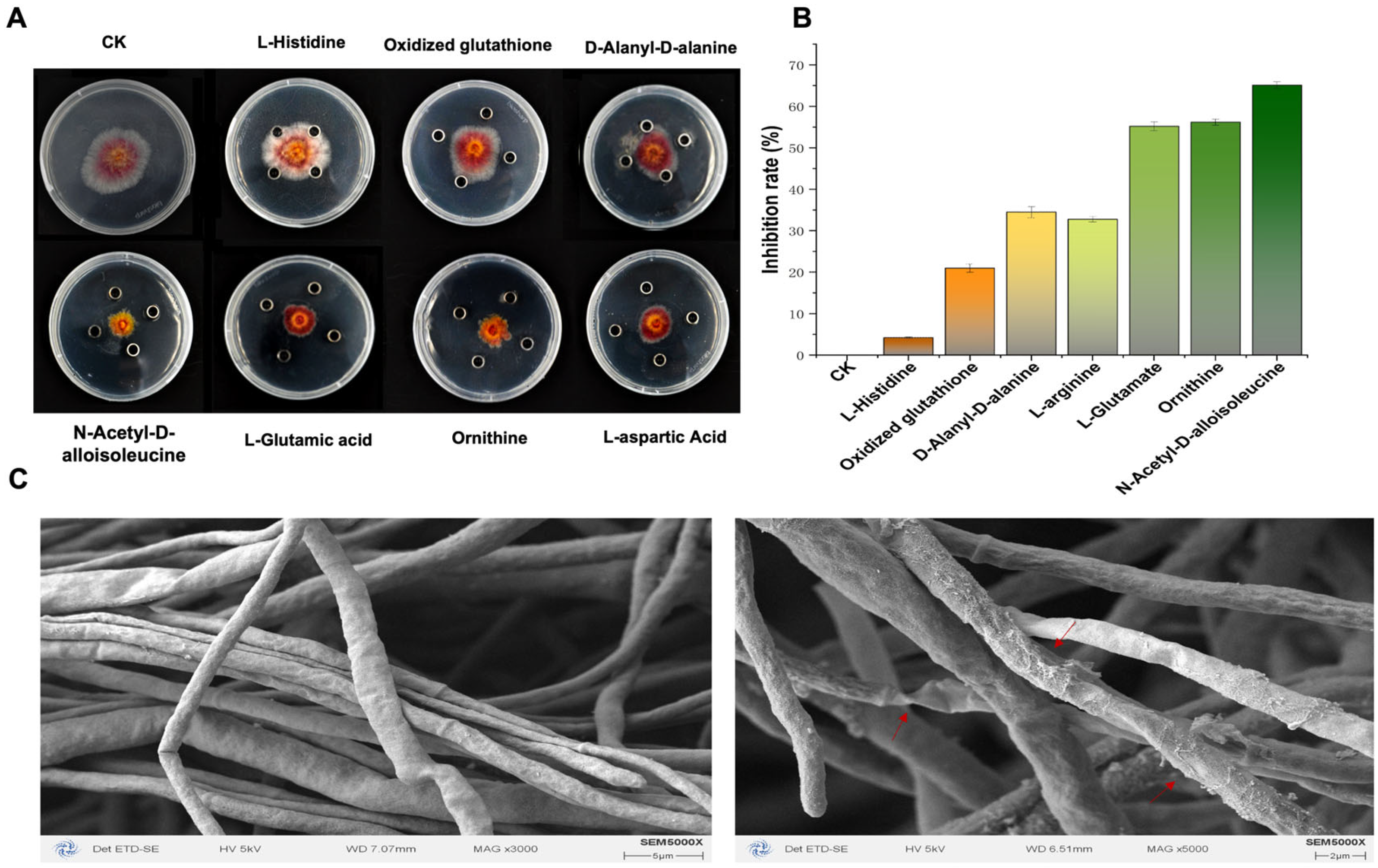 Plants 14 00829 g002