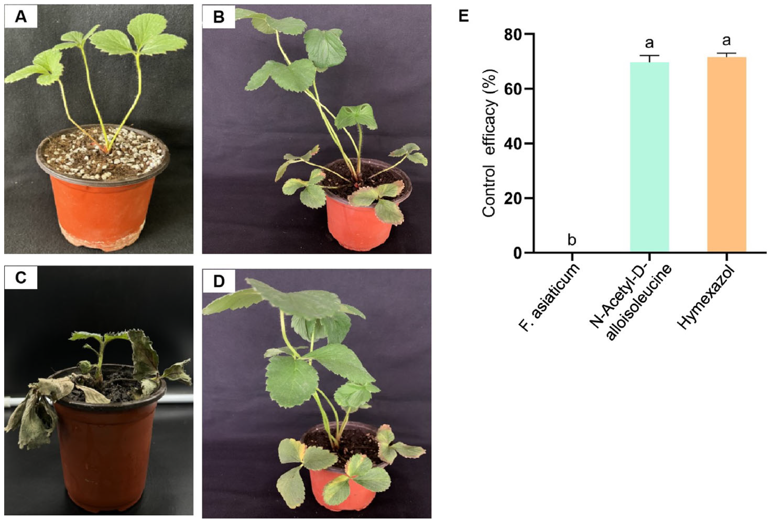 Plants 14 00829 g003