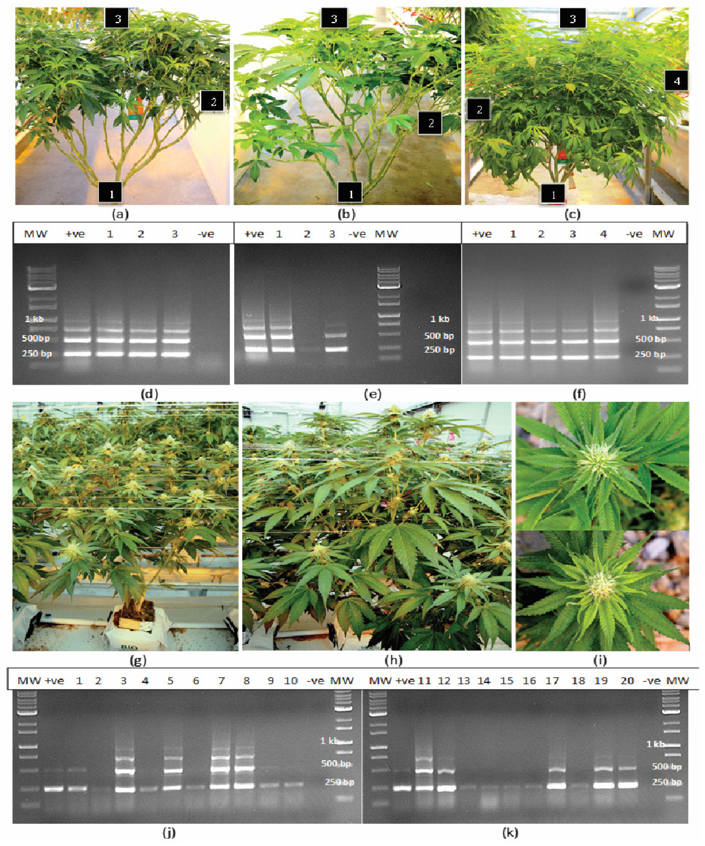 Plants 14 00830 g001 Plants 14 00830 g001