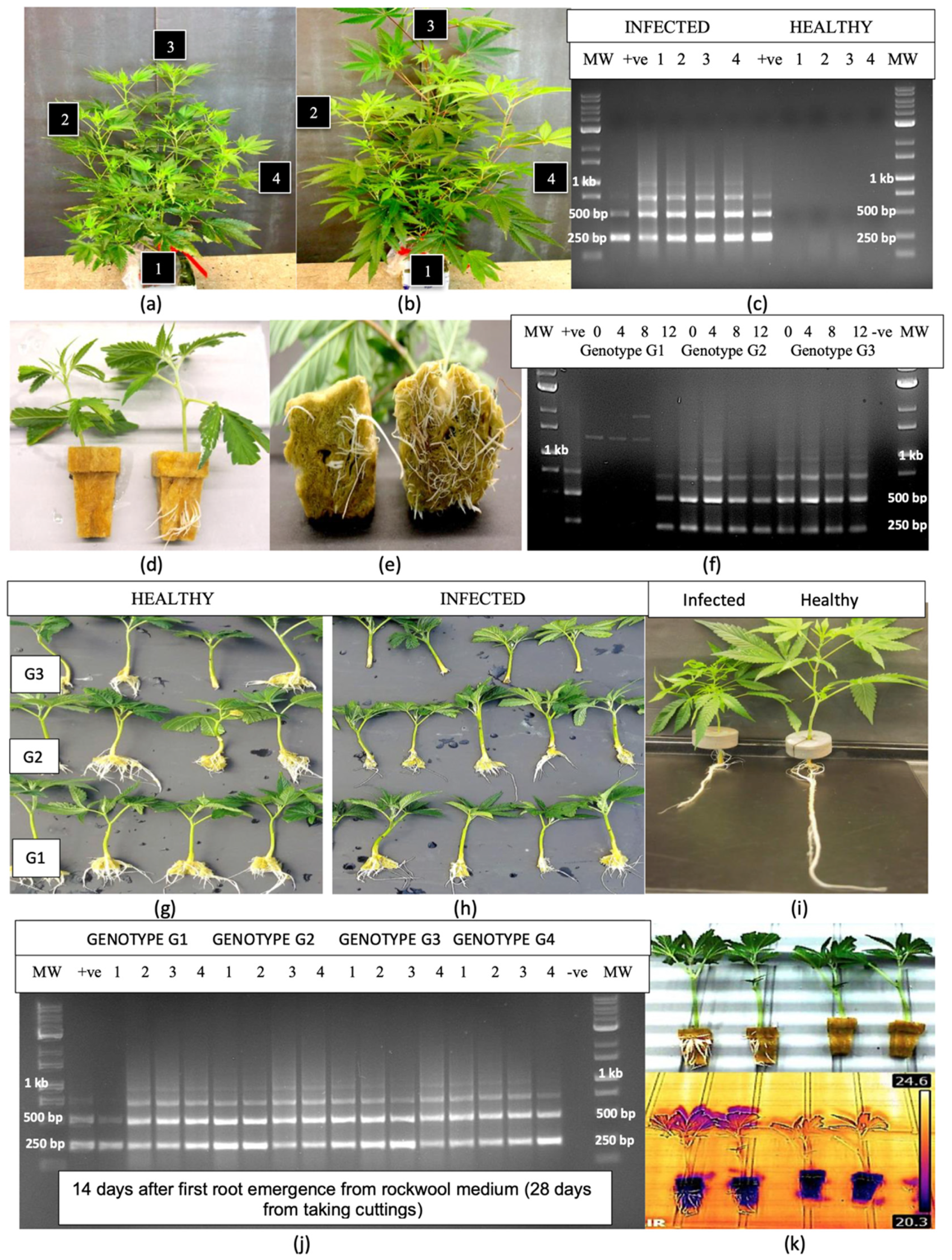 Plants 14 00830 g003 Plants 14 00830 g003