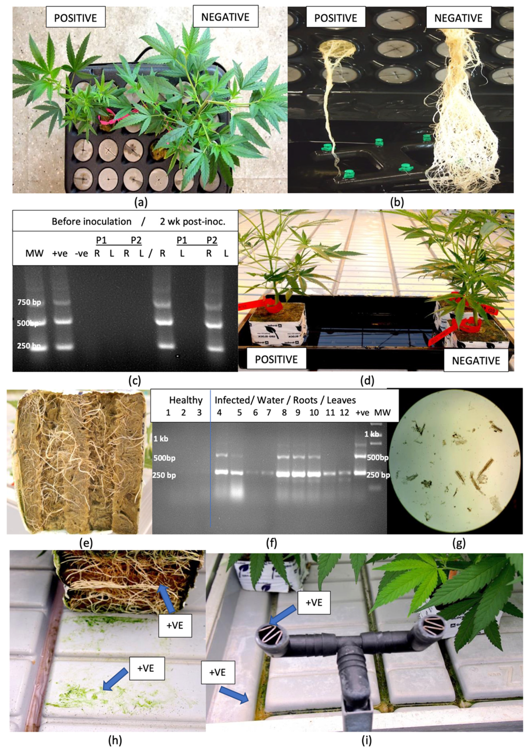 Plants 14 00830 g004 Plants 14 00830 g004