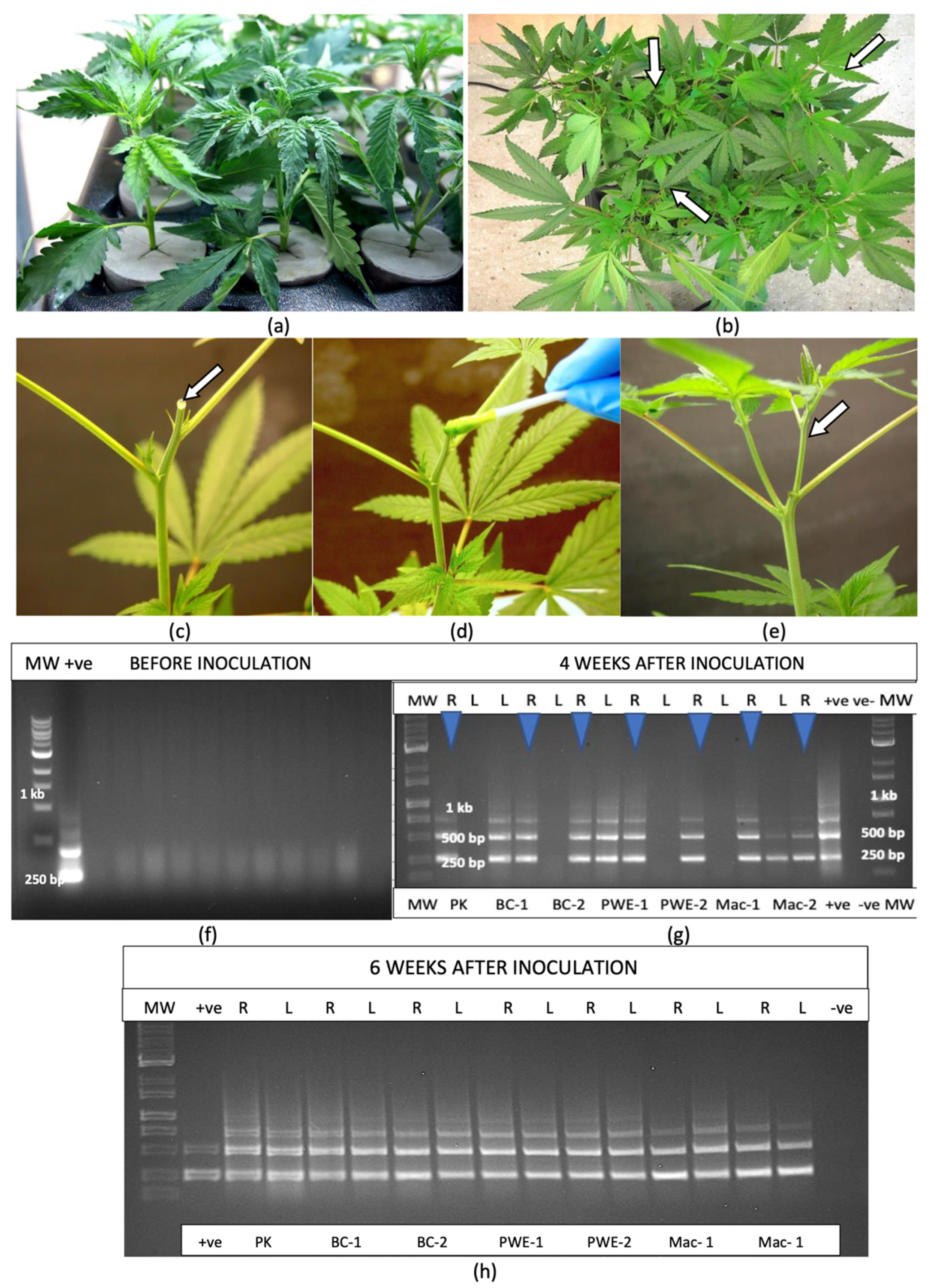 Plants 14 00830 g005 Plants 14 00830 g005