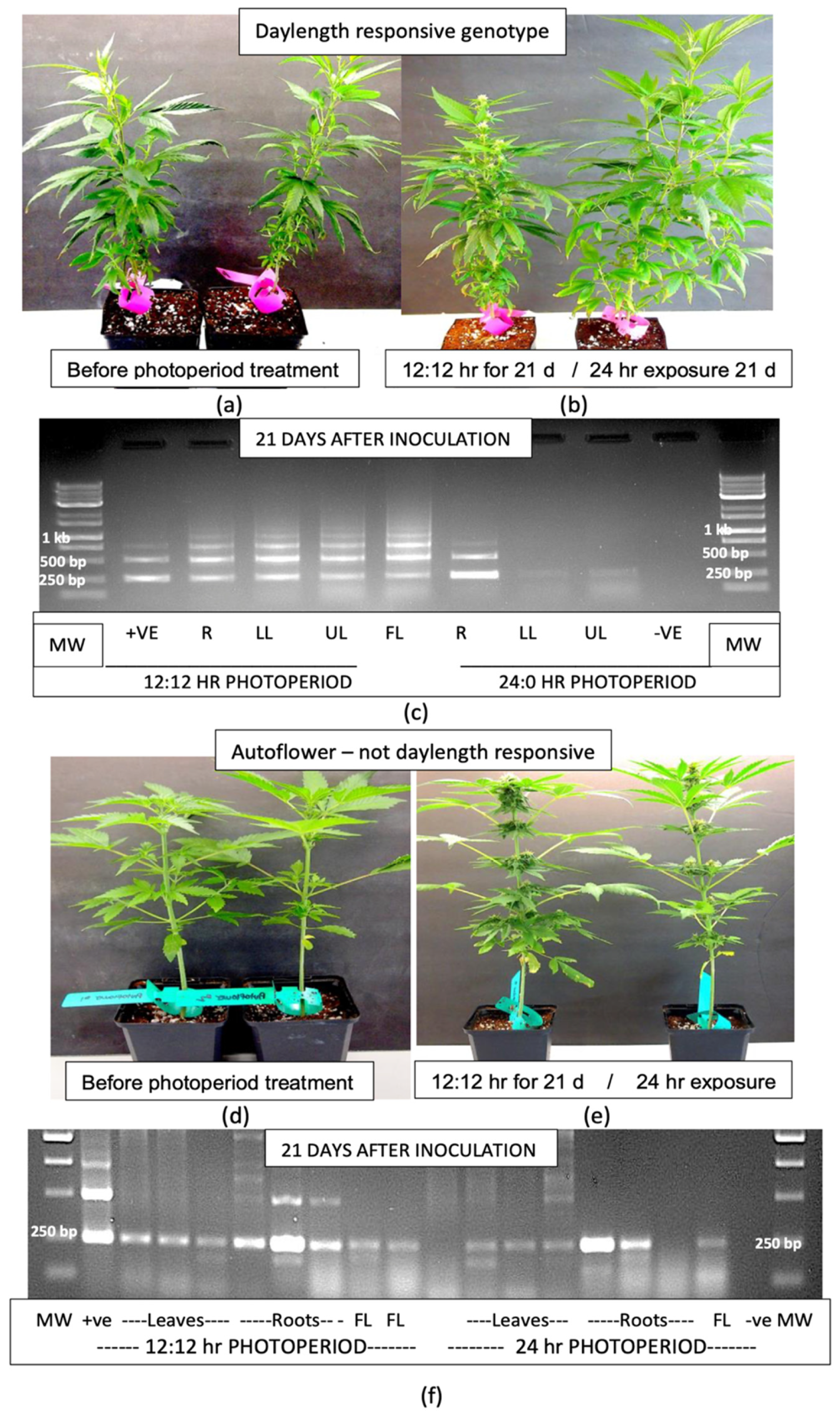 Plants 14 00830 g007 Plants 14 00830 g007