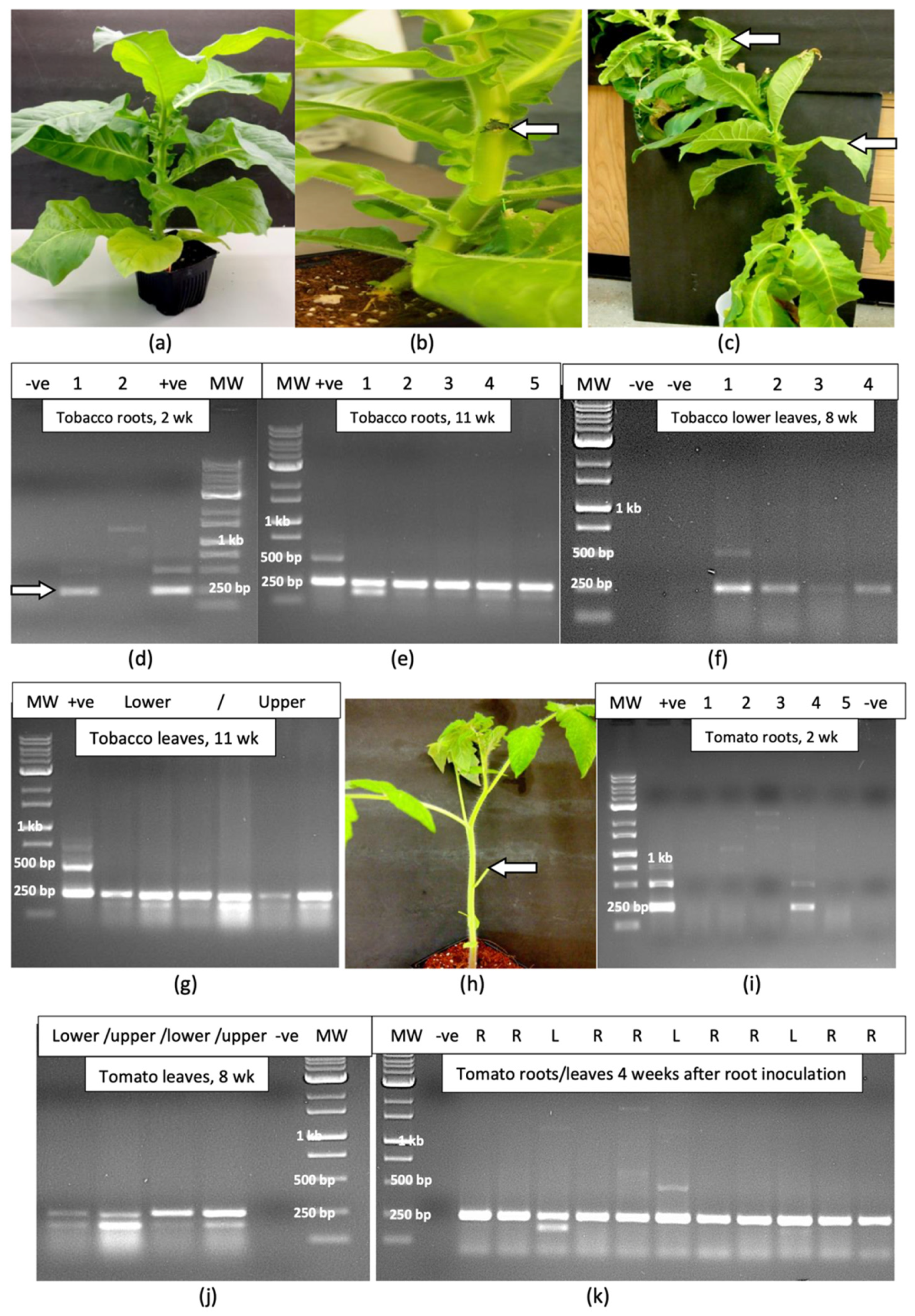 Plants 14 00830 g008 Plants 14 00830 g008