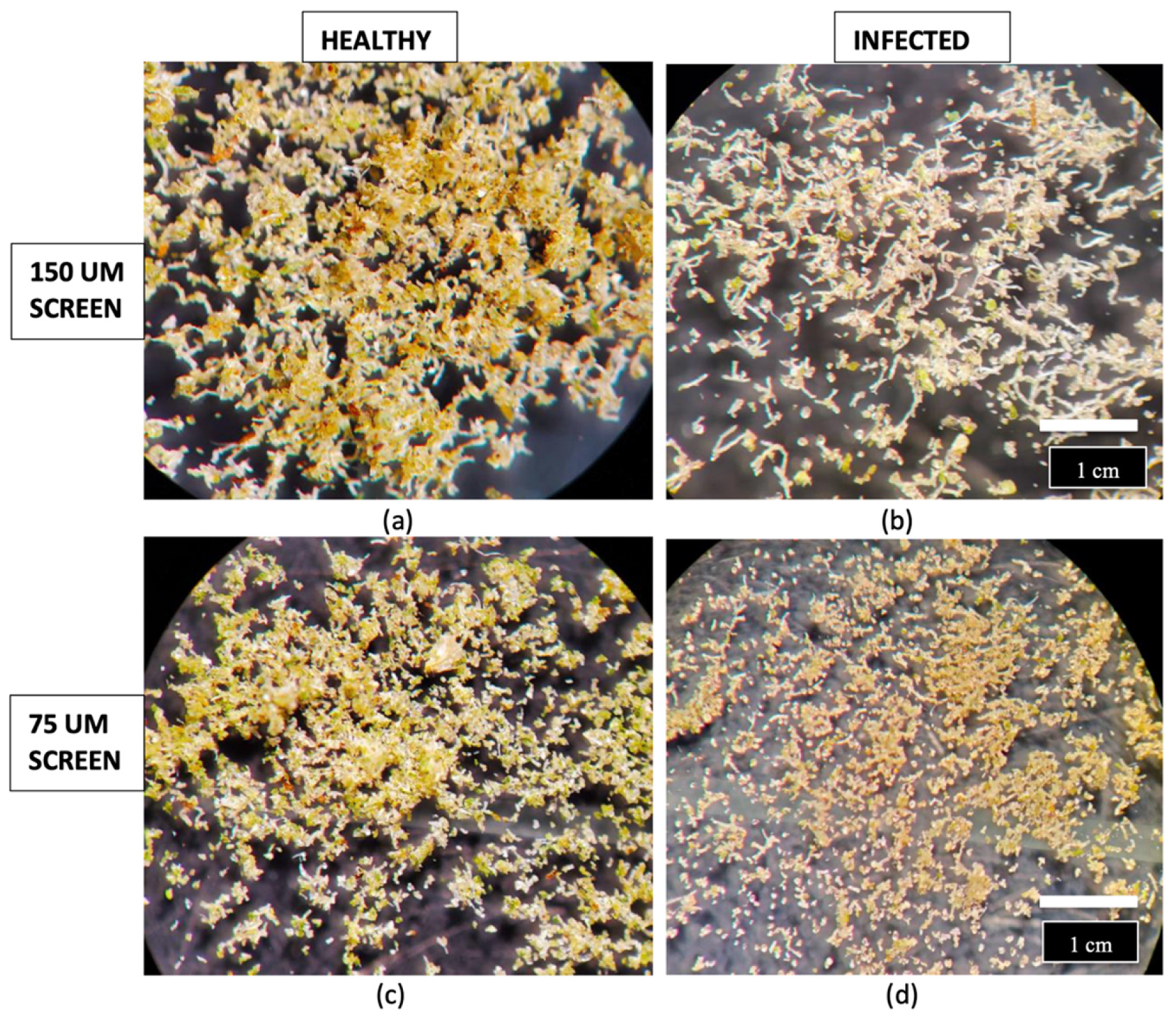 Plants 14 00830 g010 Plants 14 00830 g010