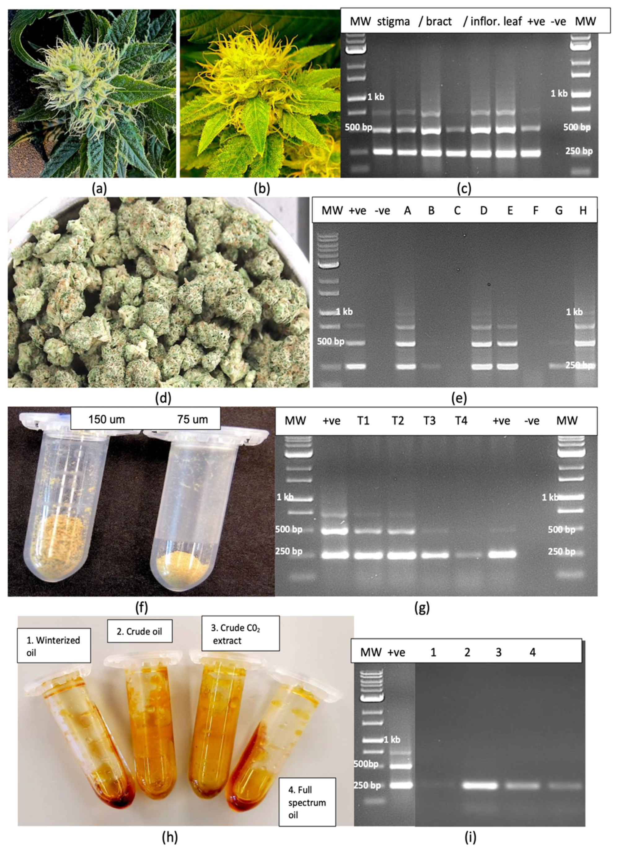 Plants 14 00830 g011 Plants 14 00830 g011