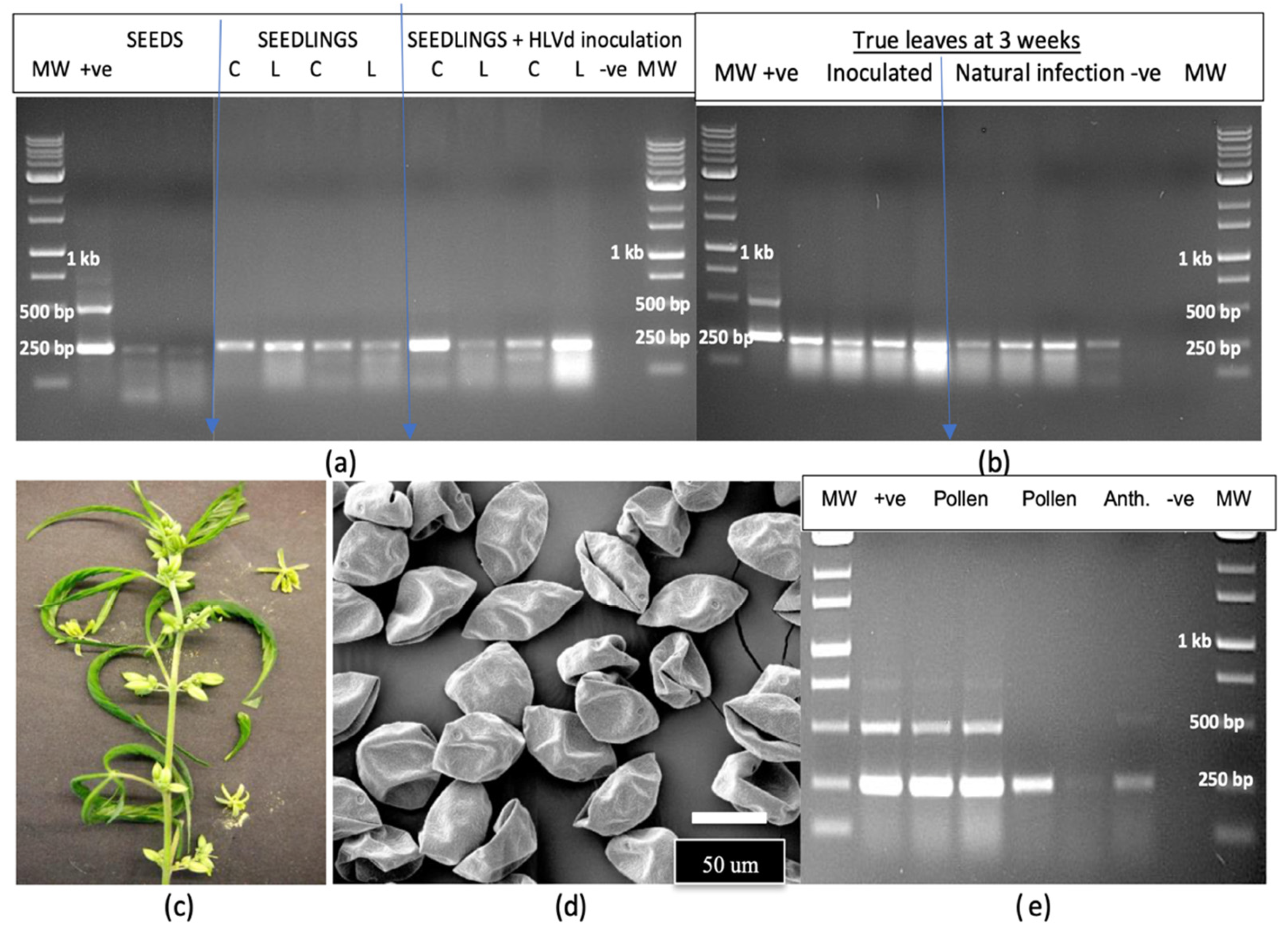 Plants 14 00830 g012 Plants 14 00830 g012