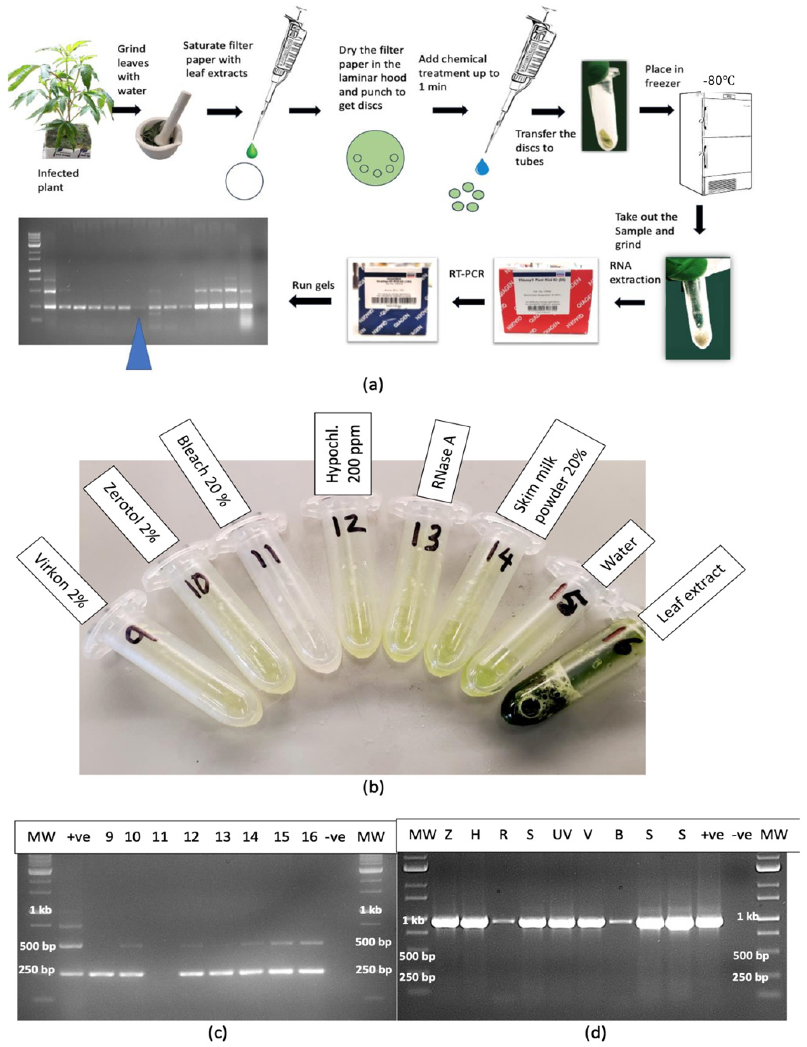 Plants 14 00830 g015 Plants 14 00830 g015