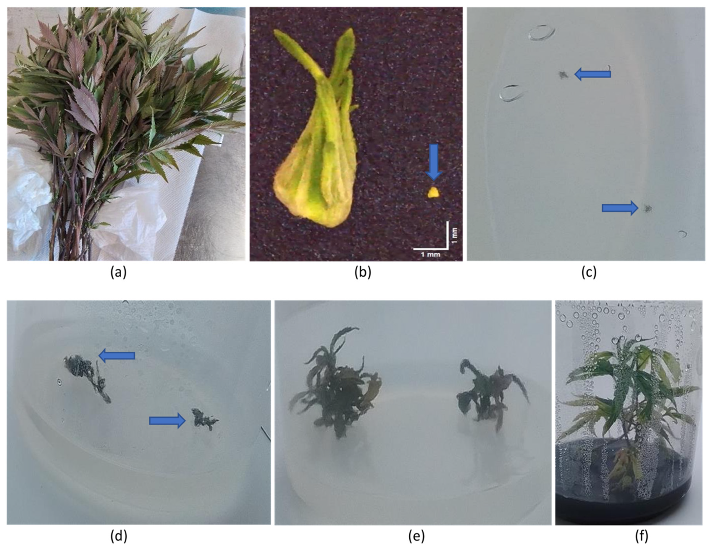 Plants 14 00830 g018 Plants 14 00830 g018